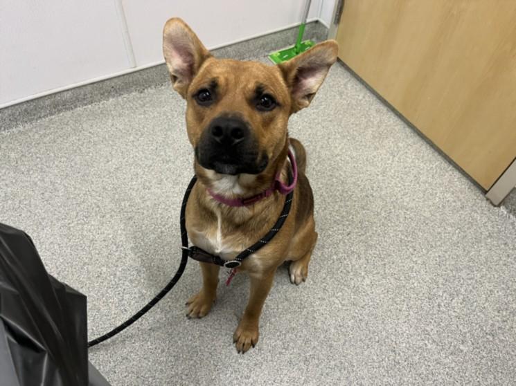 KODIAK, Adoptable, Young Male Pit Bull Terrier & German Shepherd Dog.