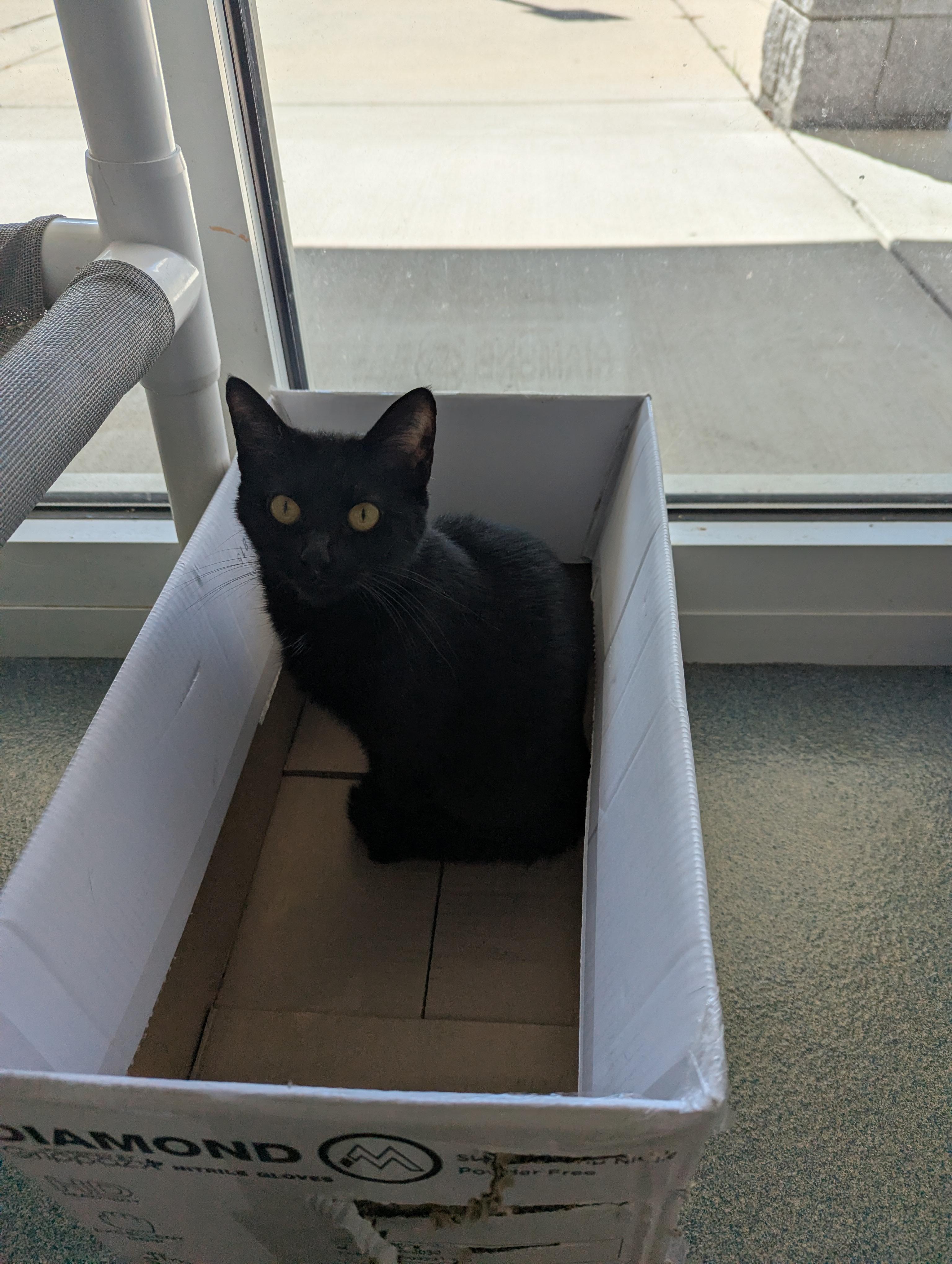 Enlarge Ham, a ADOPTABLE Domestic Short Hair in Suffolk, VA image 2/2