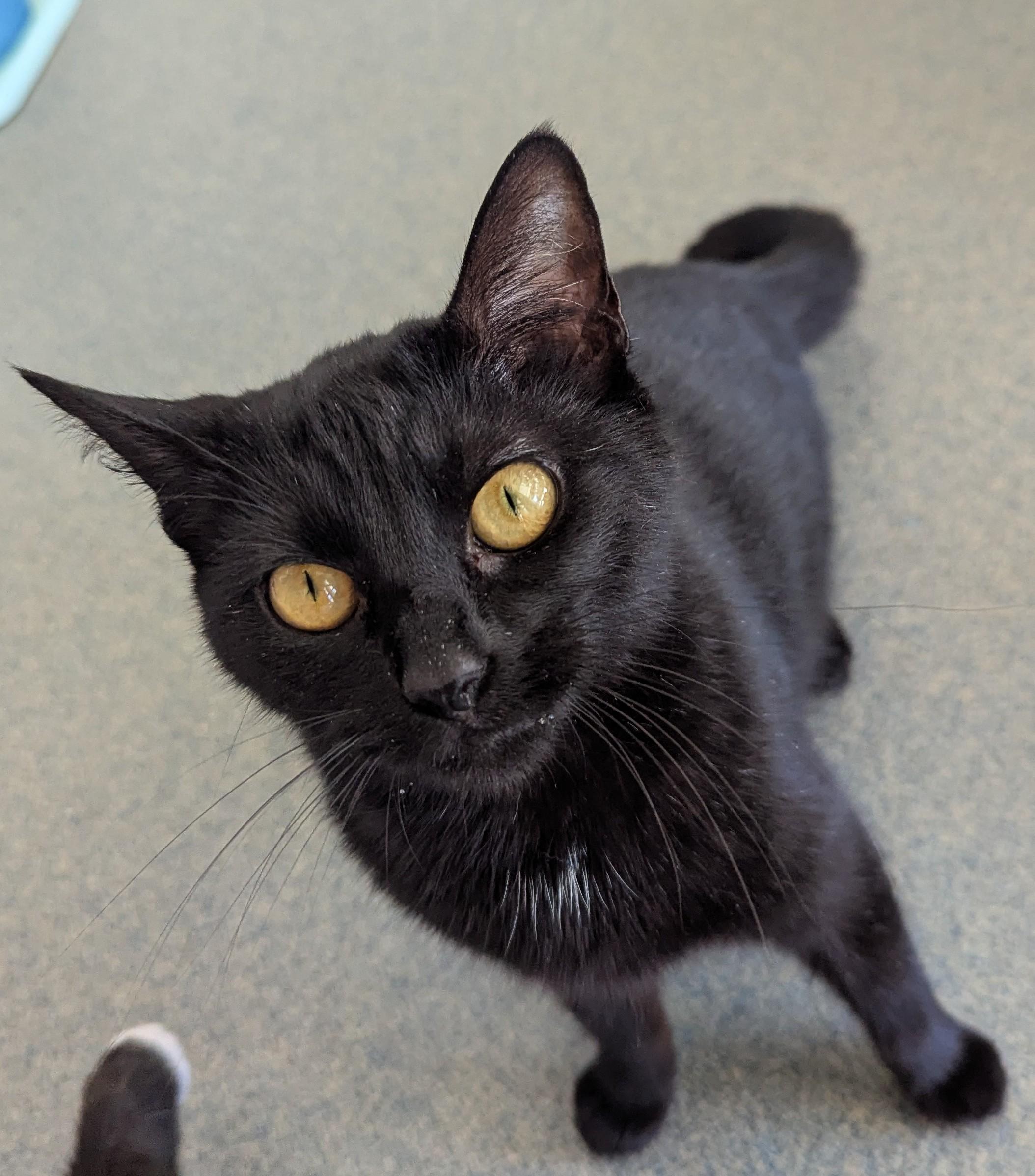 Ham, ADOPTABLE, Young Female Domestic Short Hair.
