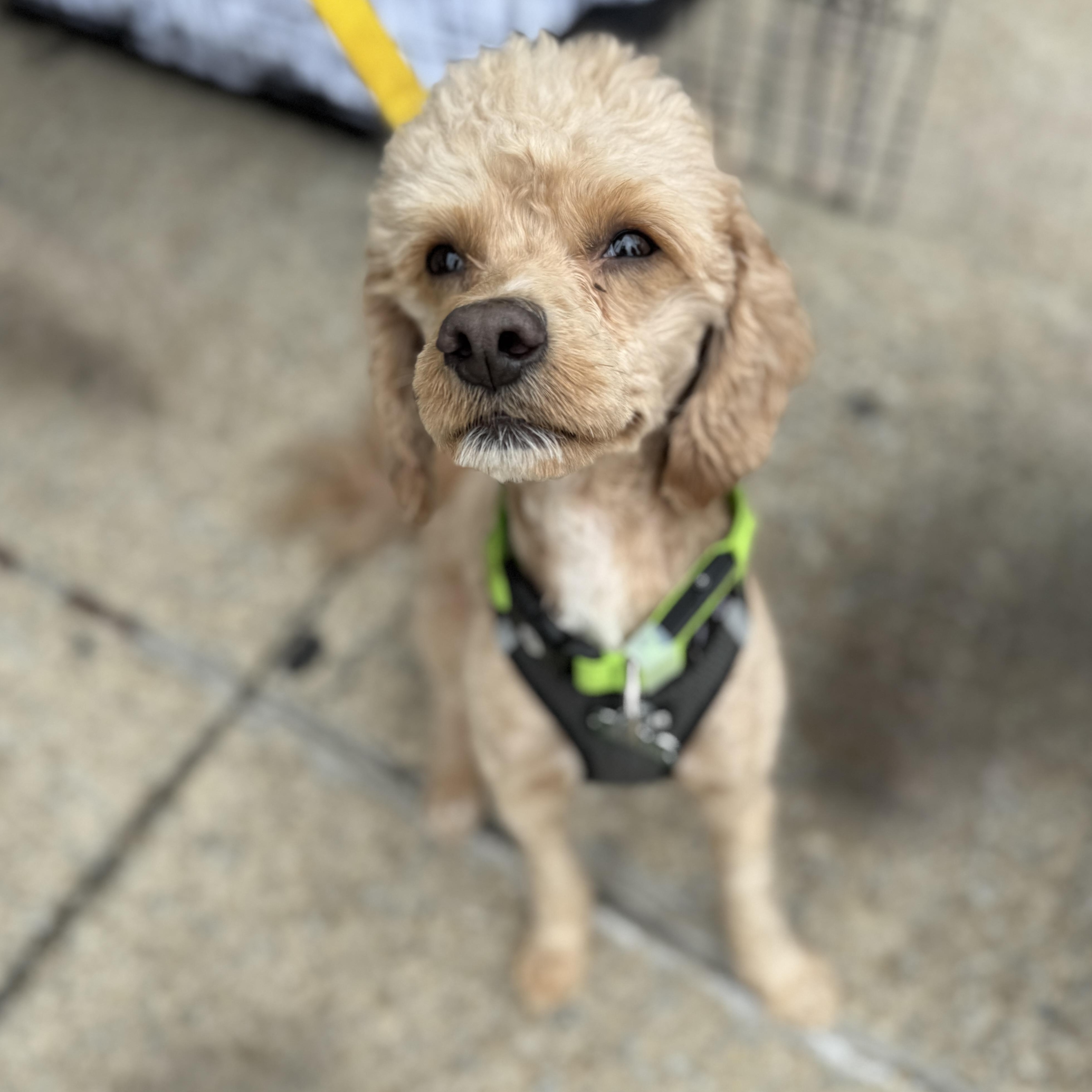 Benji