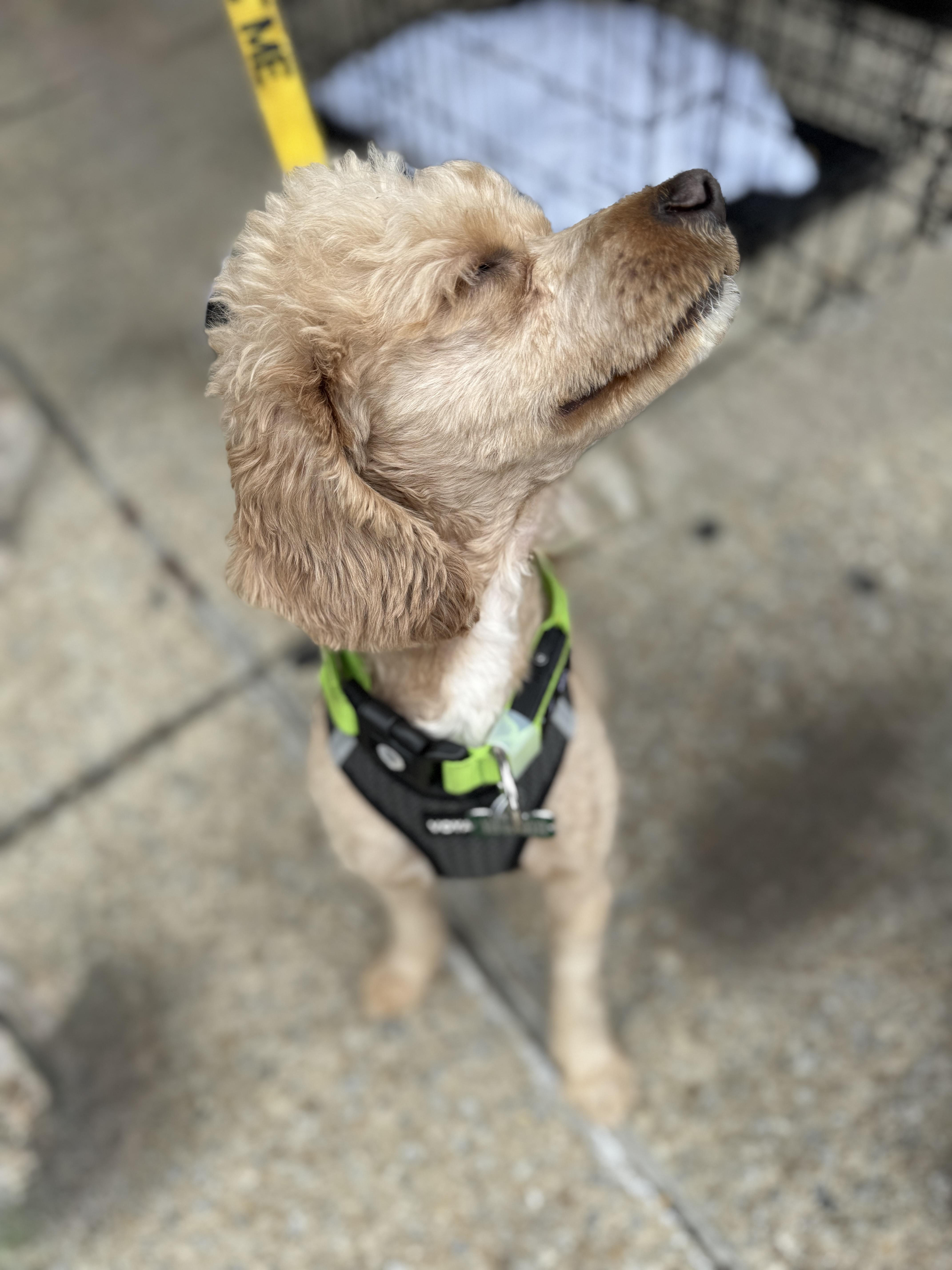 Benji