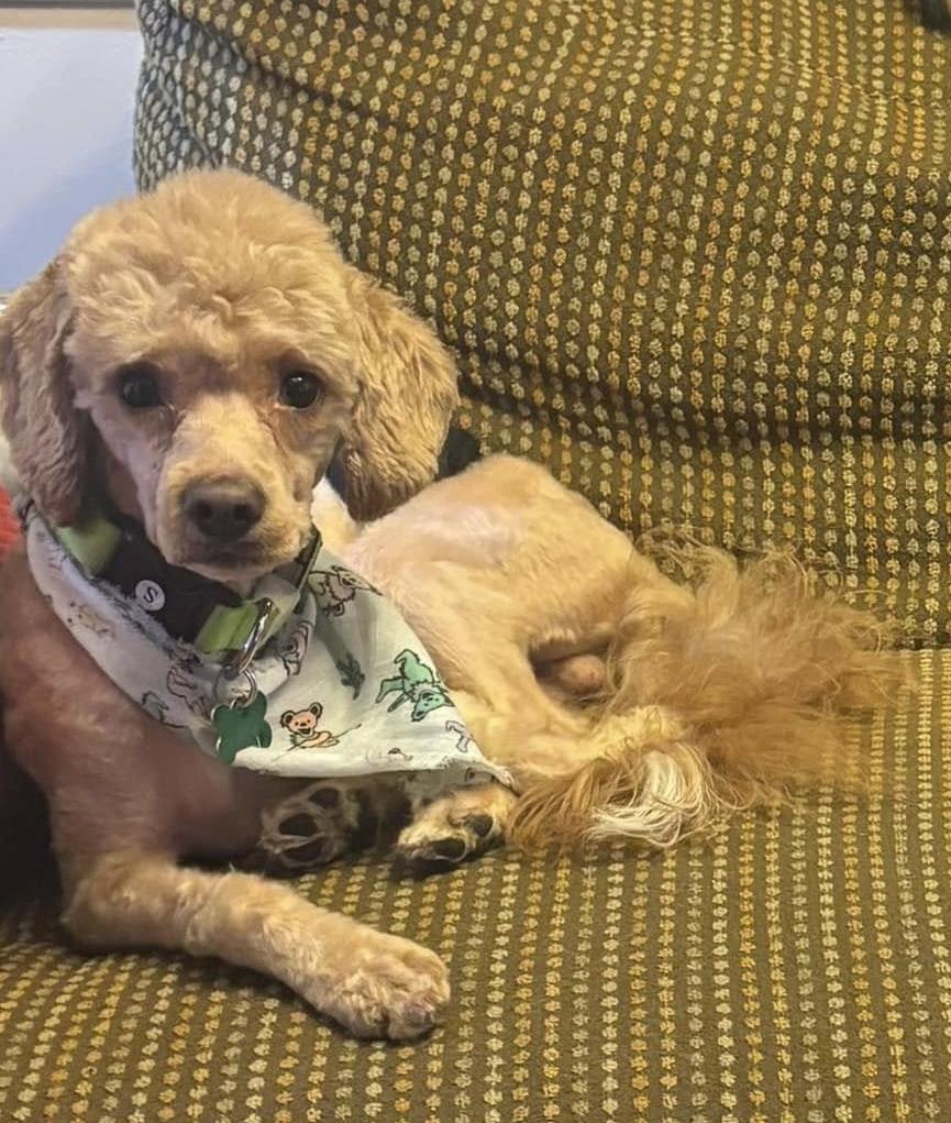 Benji