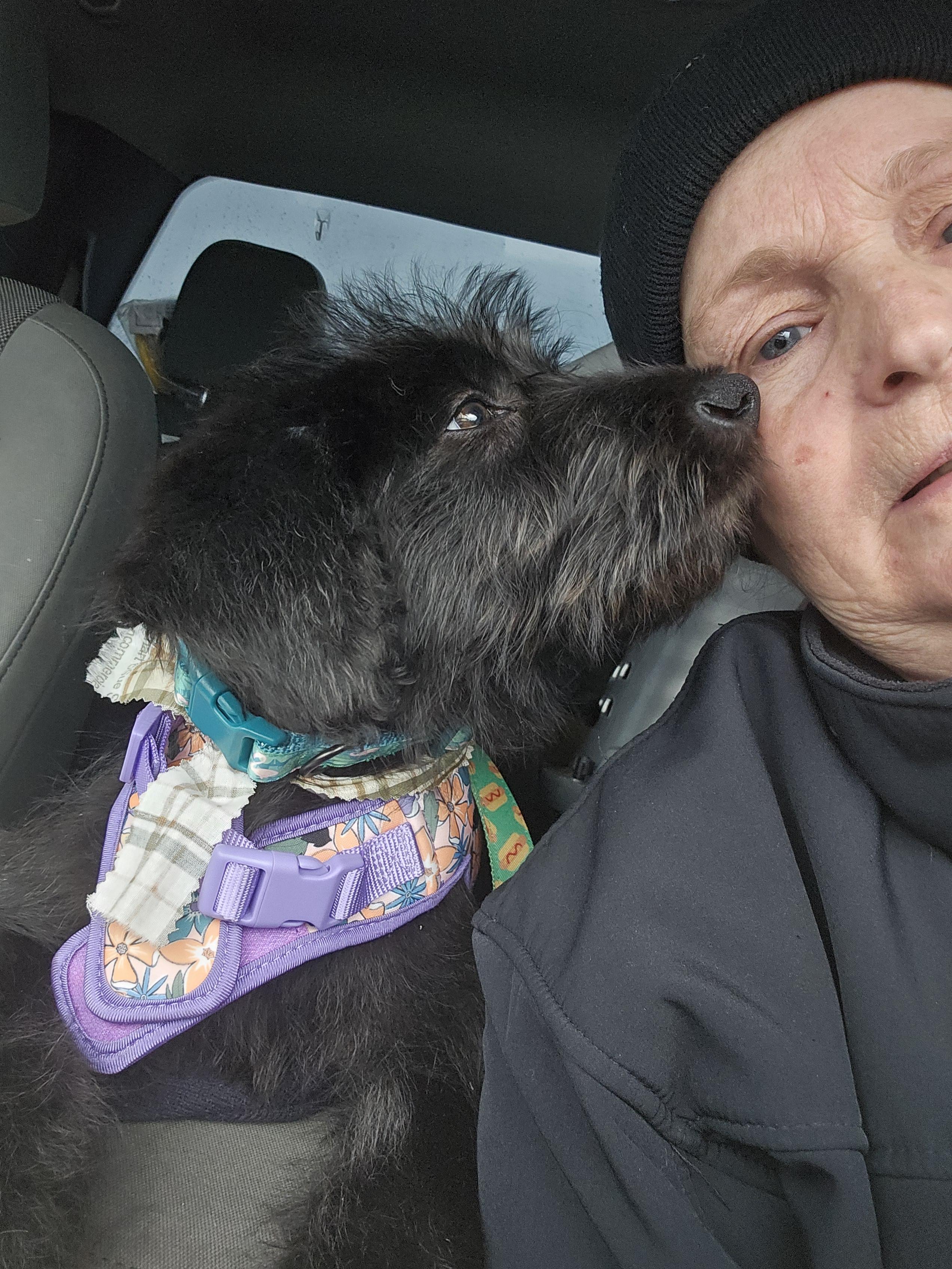 Enlarge OLLIE, a Adopted Labradoodle in Roy, WA image 1/3