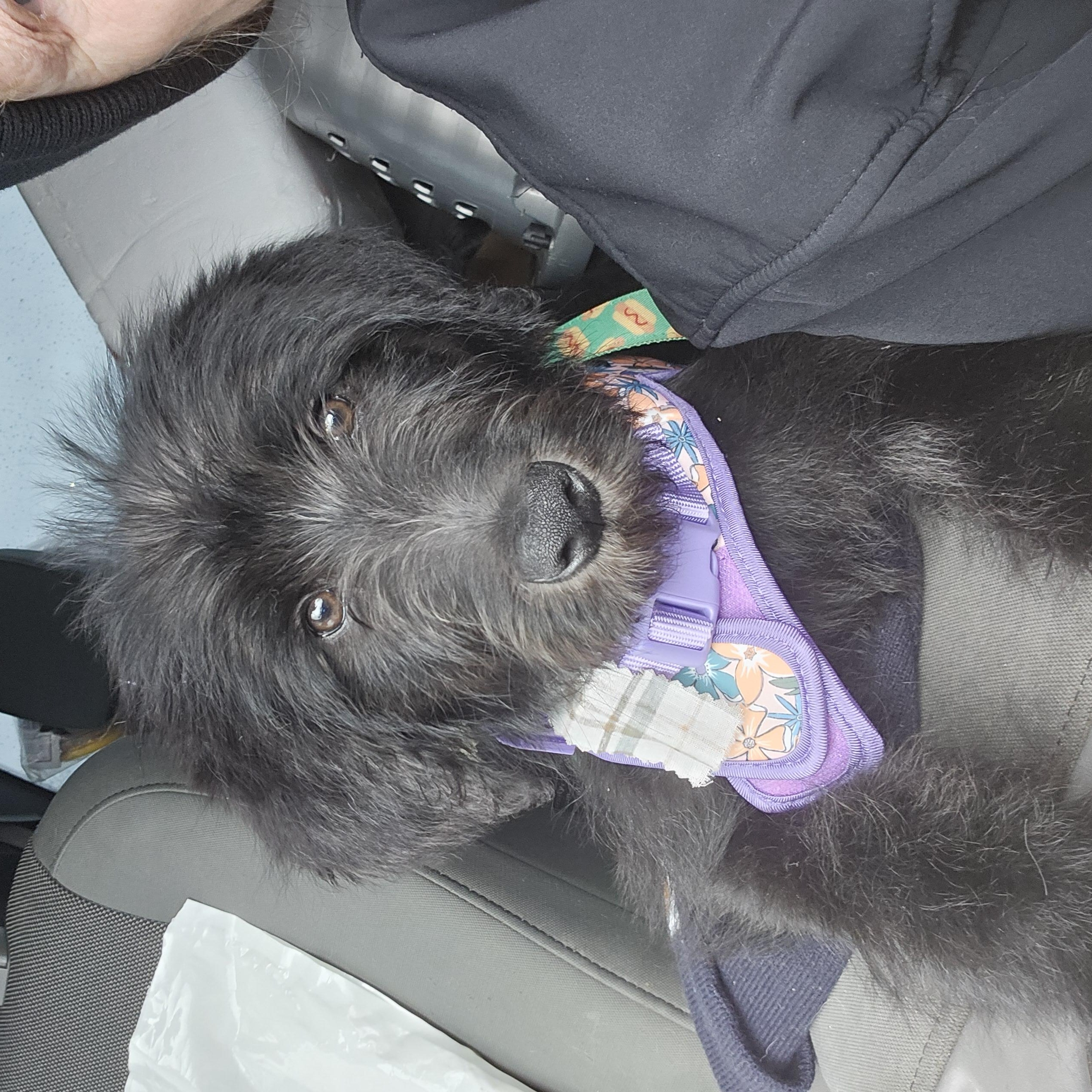 Enlarge OLLIE, a Adopted Labradoodle in Roy, WA image 2/3