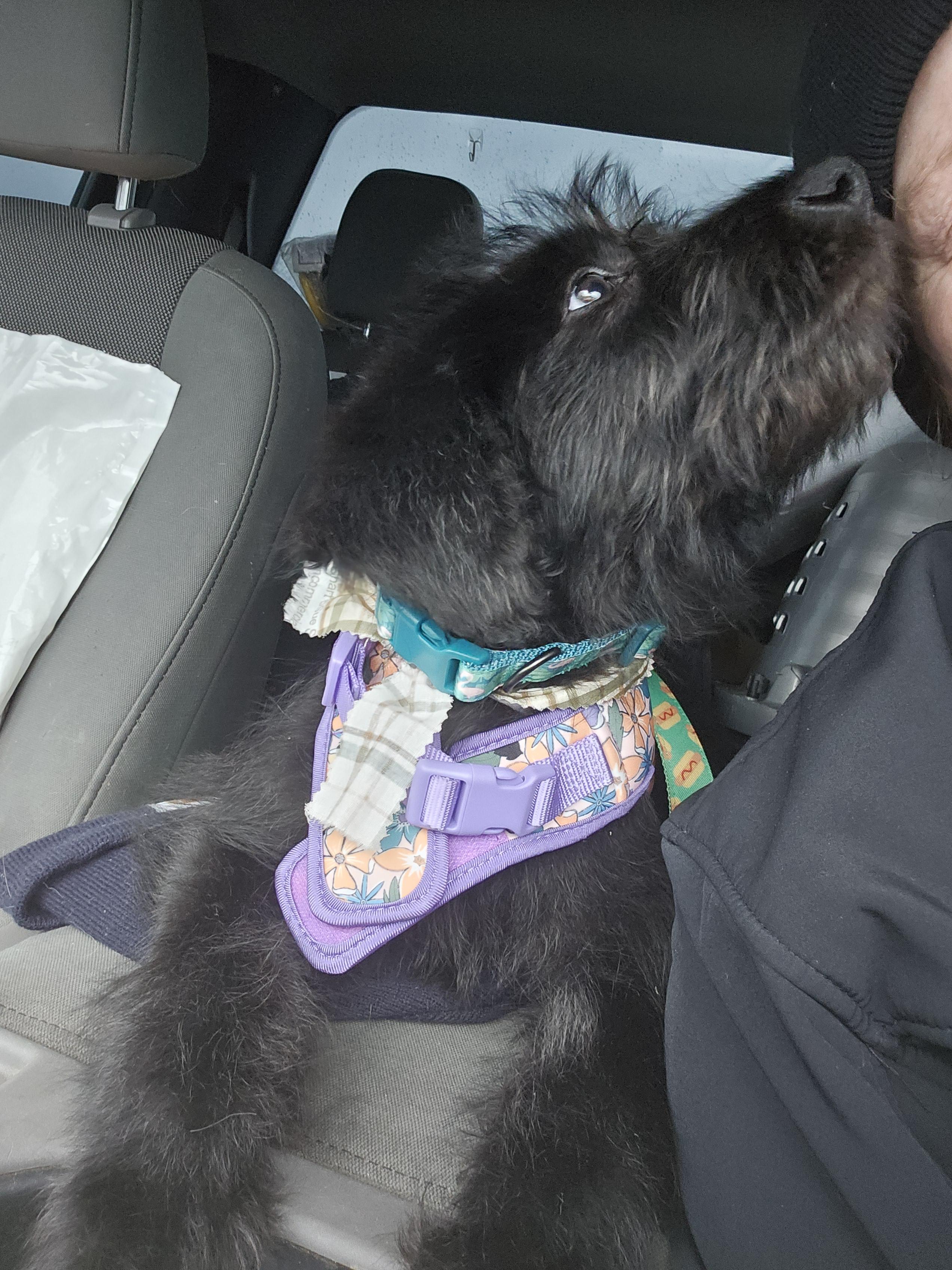 Enlarge OLLIE, a Adopted Labradoodle in Roy, WA image 3/3