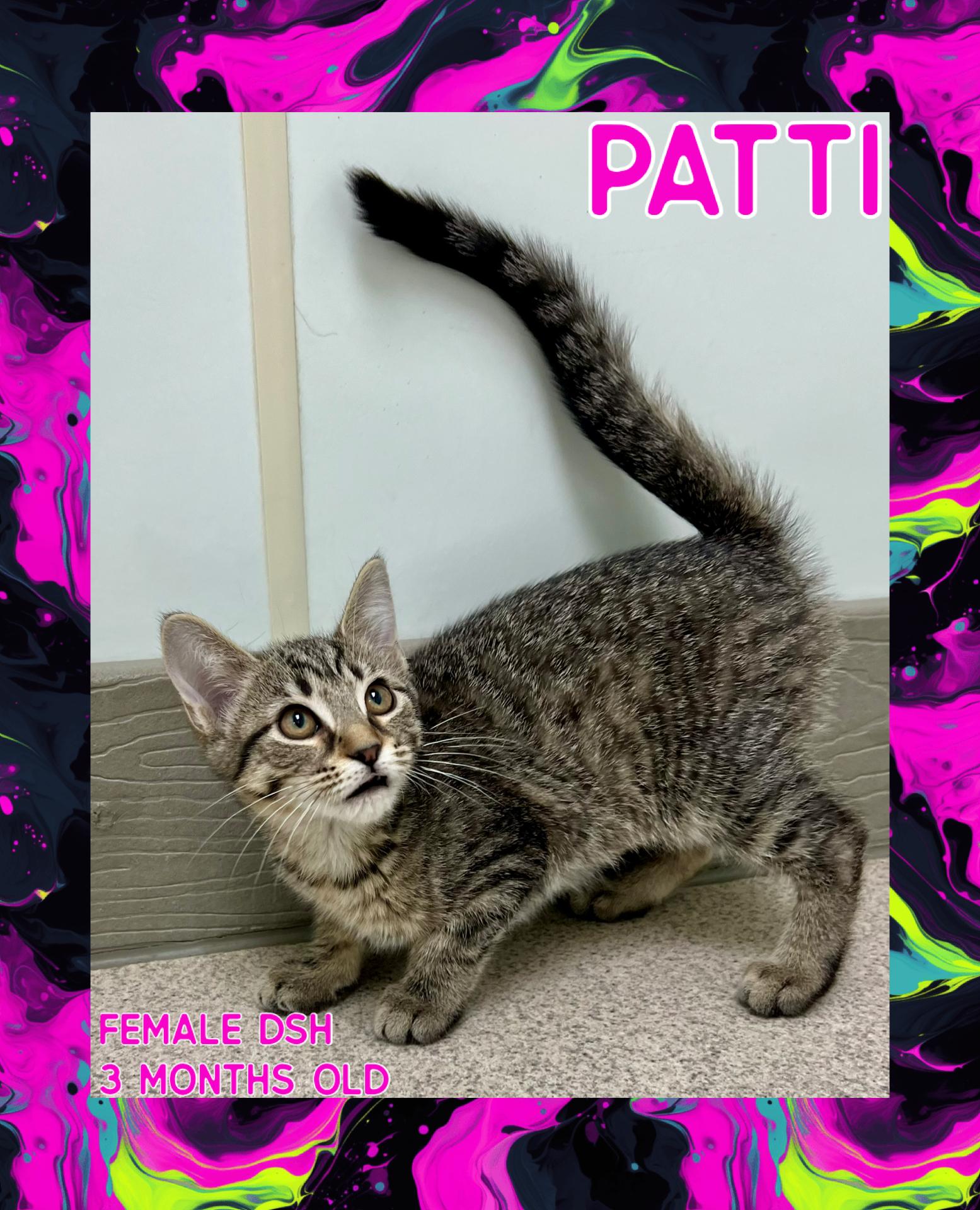 Enlarge Patti, a Adoptable mixed breed in Danville, IN image 1/1
