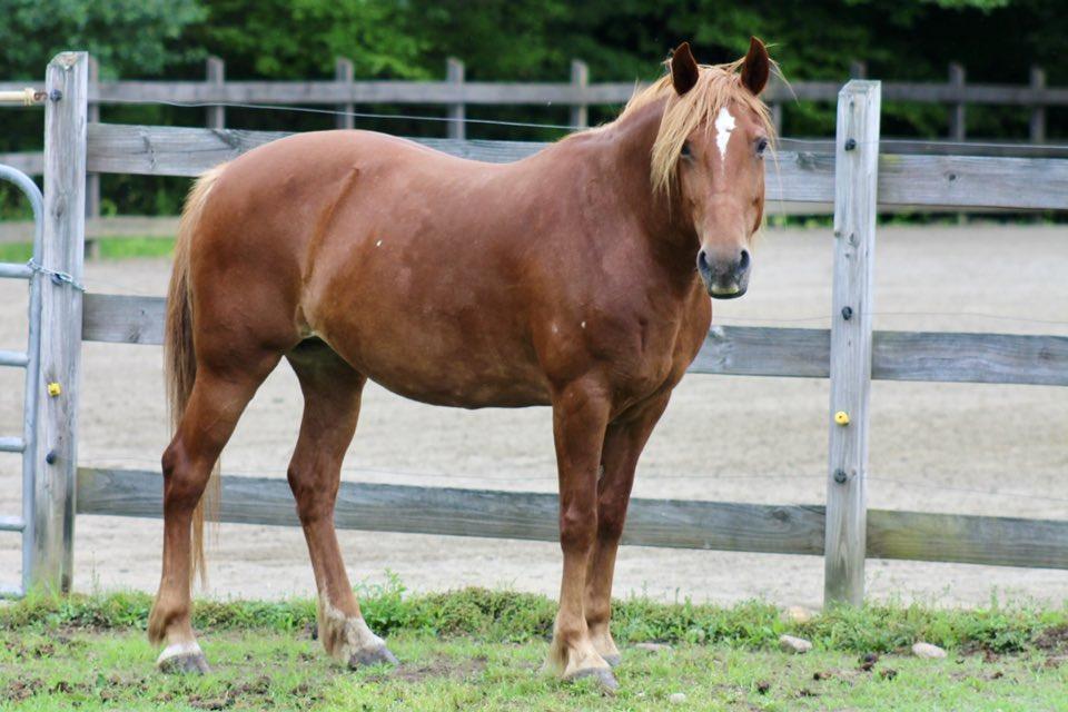 Odessa - ATFO 2025 Platinum Division, Adult Female unknown
