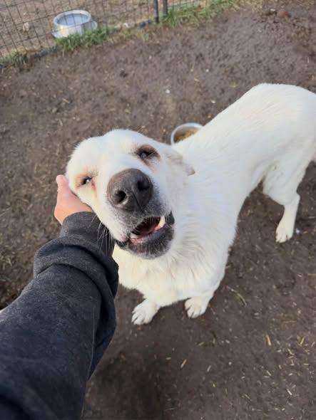 Oso, Adoptable, Young Male Mixed Breed.