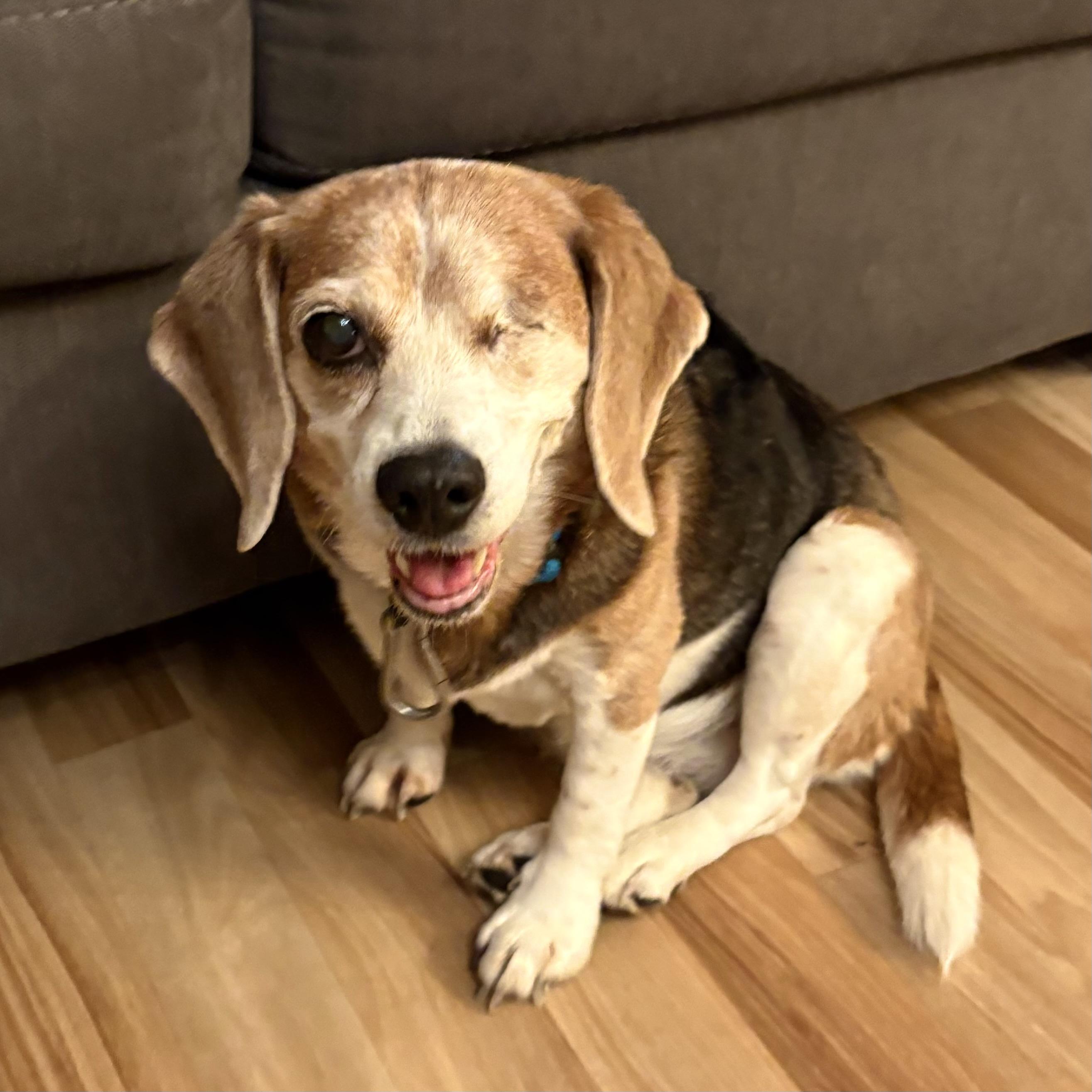 Enlarge Straw Hat Luffy, an adopted Beagle in Boston, MA image 5/6