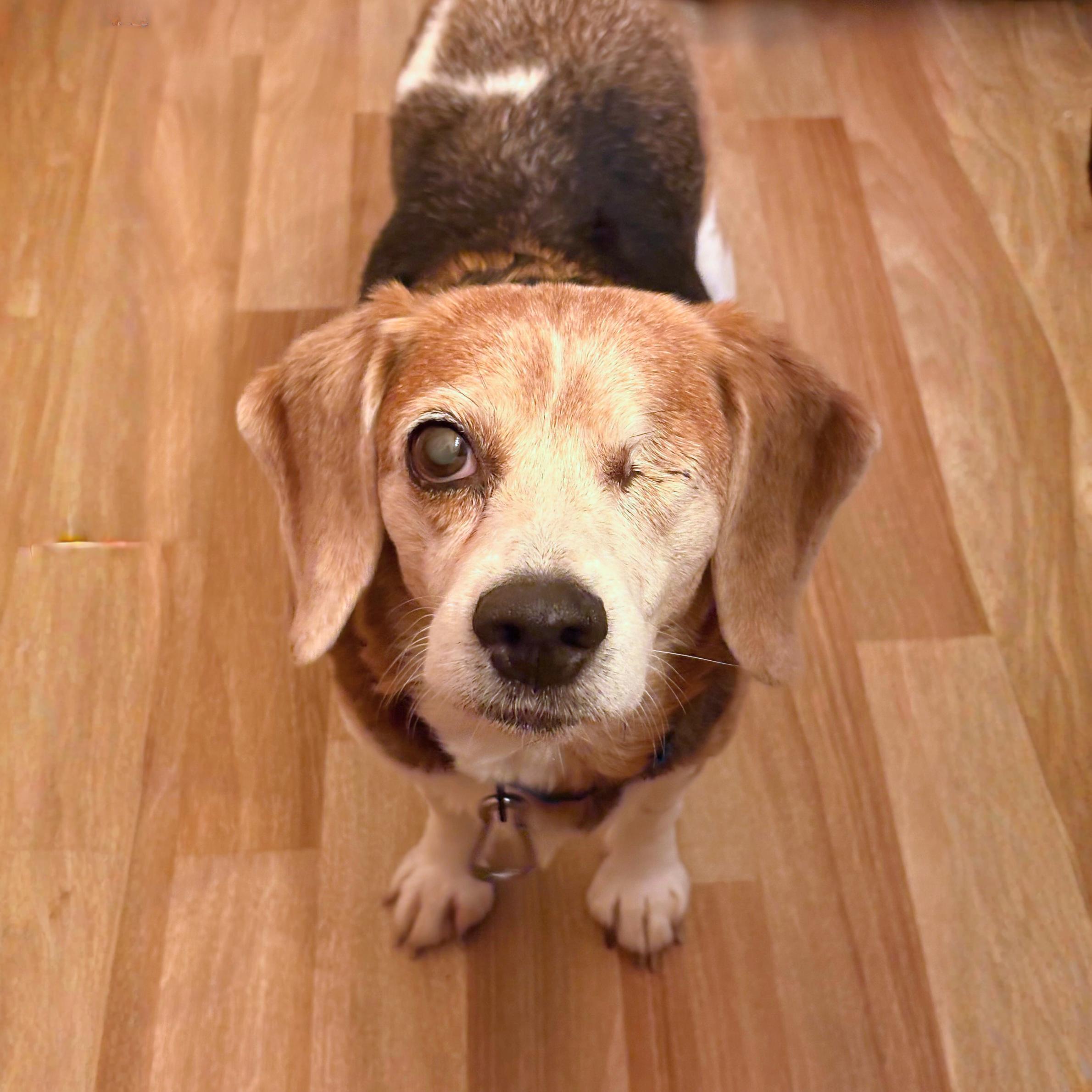 Enlarge Straw Hat Luffy, an adopted Beagle in Boston, MA image 4/6