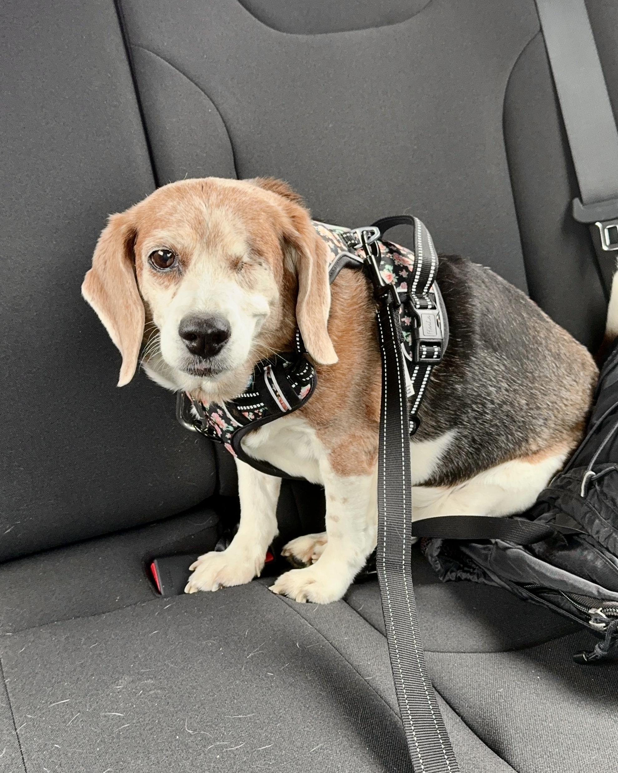 Enlarge Straw Hat Luffy, an adopted Beagle in Boston, MA image 3/6