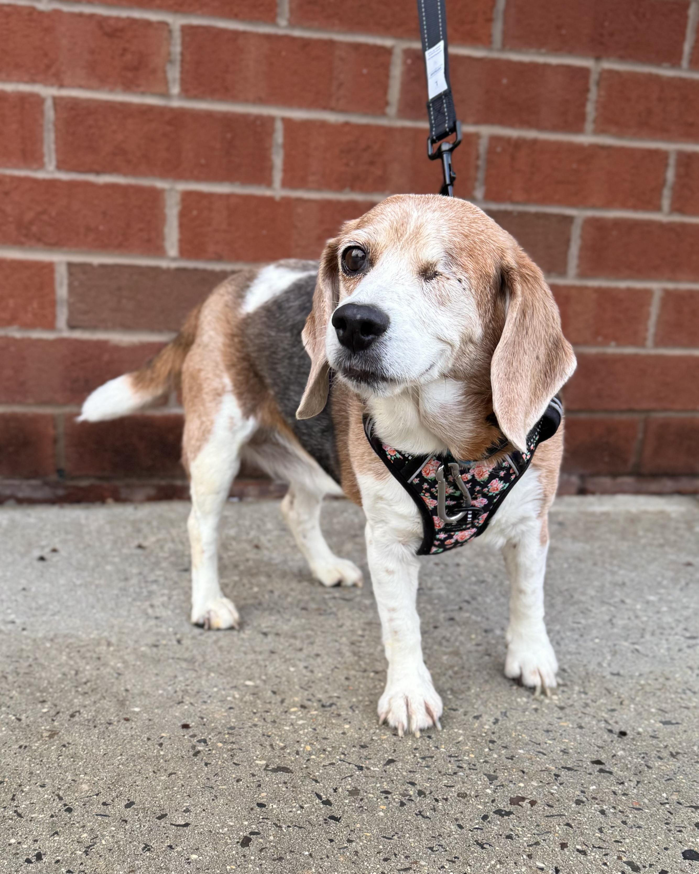Enlarge Straw Hat Luffy, an adopted Beagle in Boston, MA image 2/6