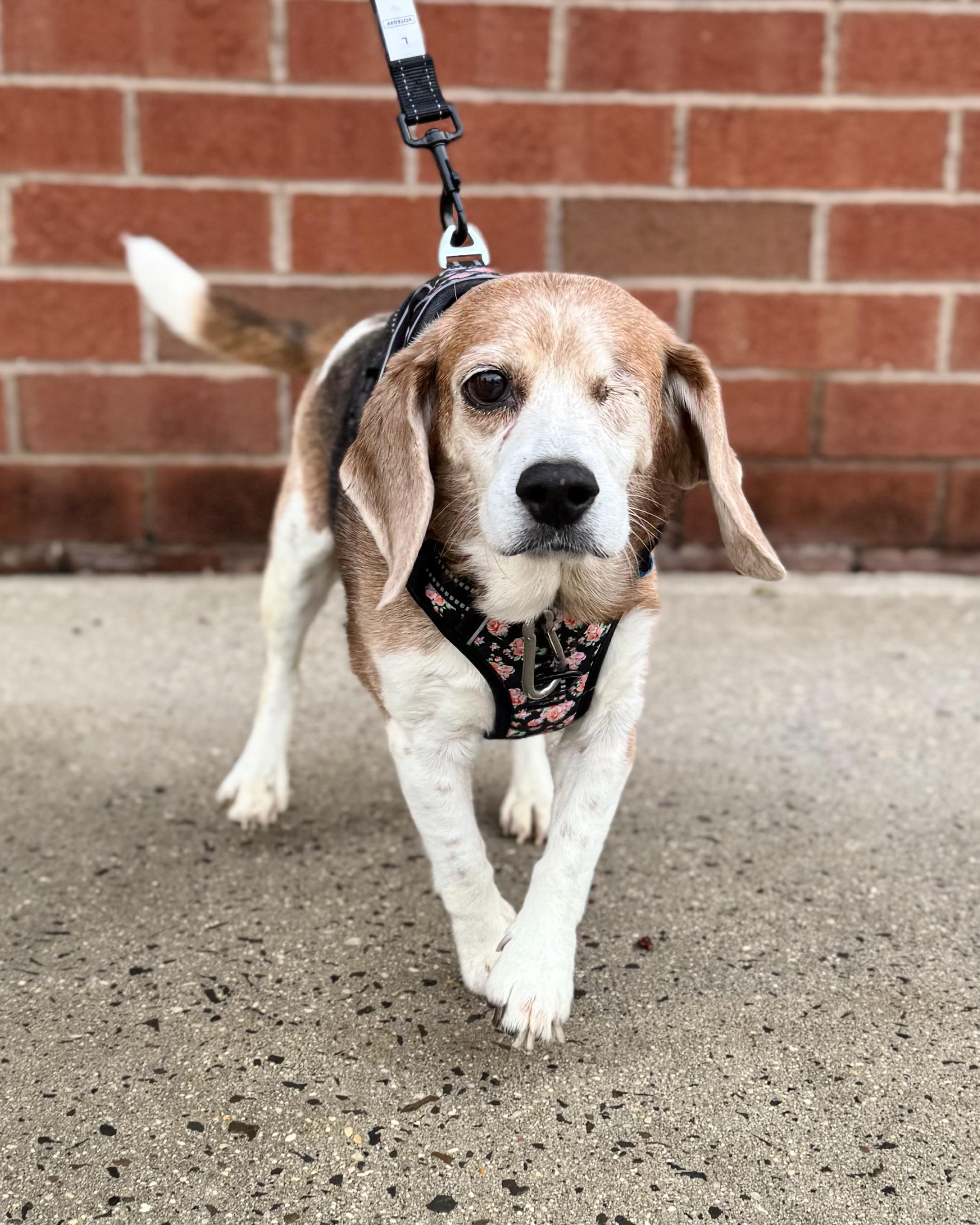 Enlarge Straw Hat Luffy, an adopted Beagle in Boston, MA image 1/6