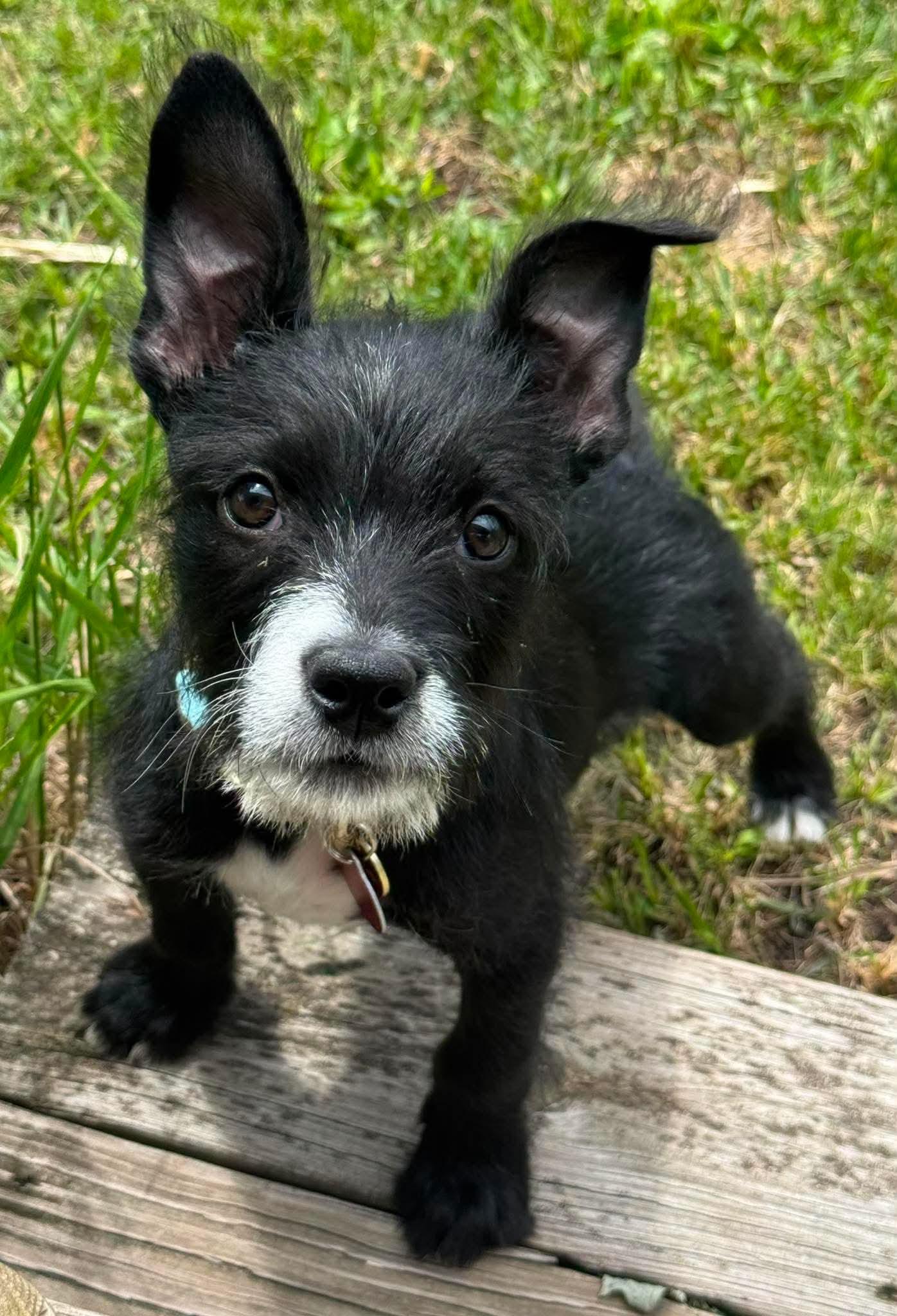 Toby, a ADOPTABLE Terrier in Byron, IL image 3/3