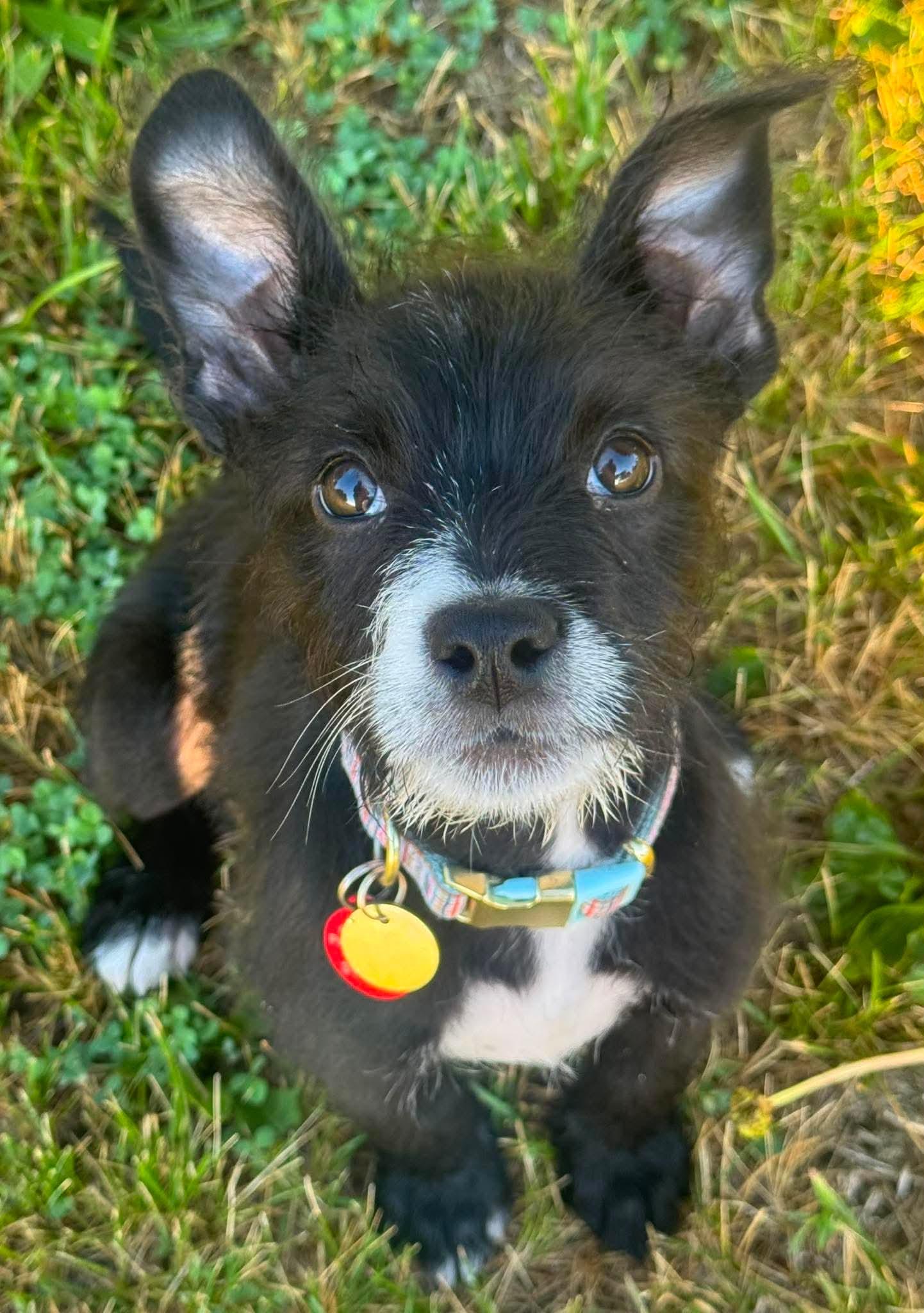 Toby, ADOPTABLE, Puppy Male Terrier.