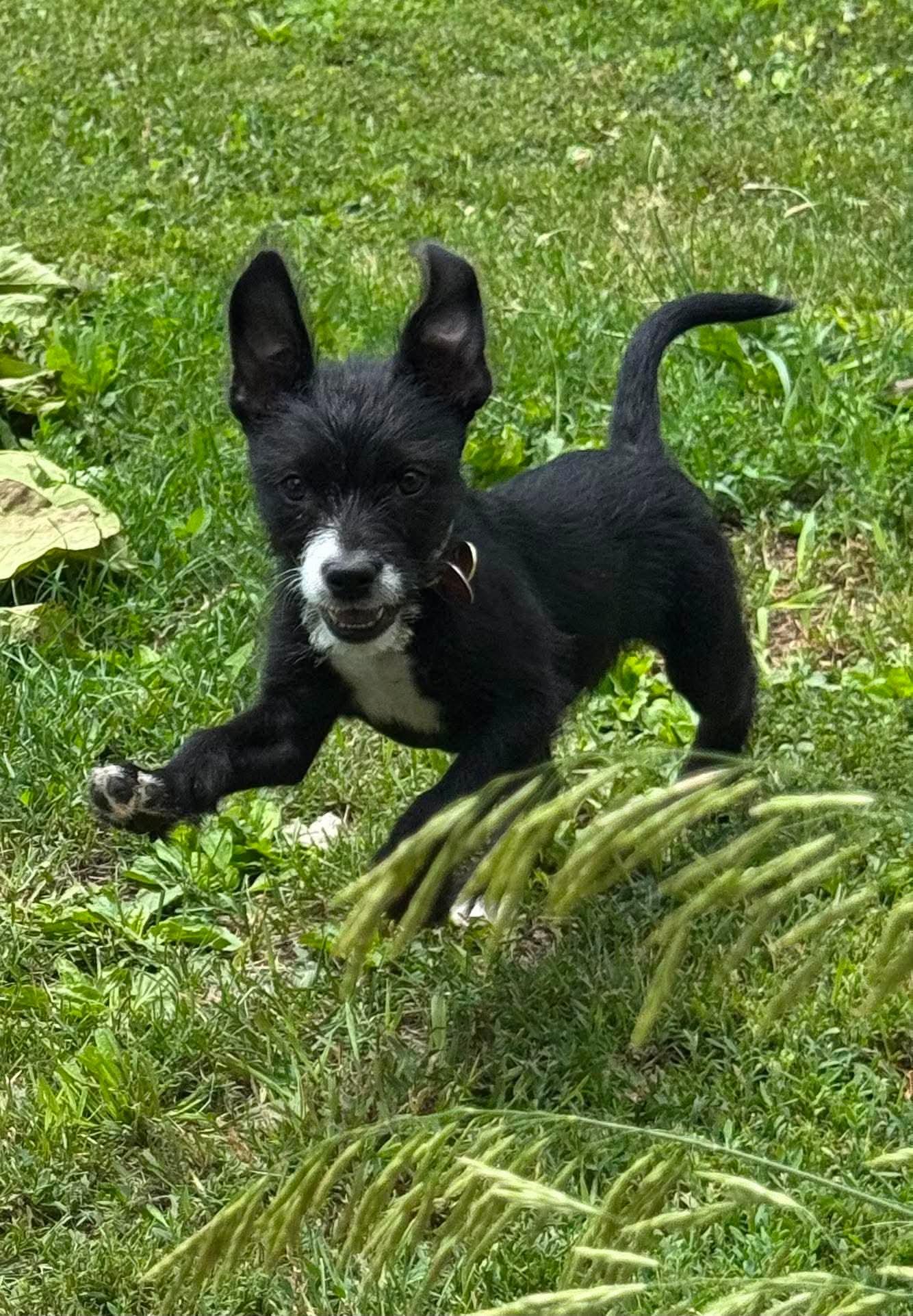 Toby, a ADOPTABLE Terrier in Byron, IL image 2/3
