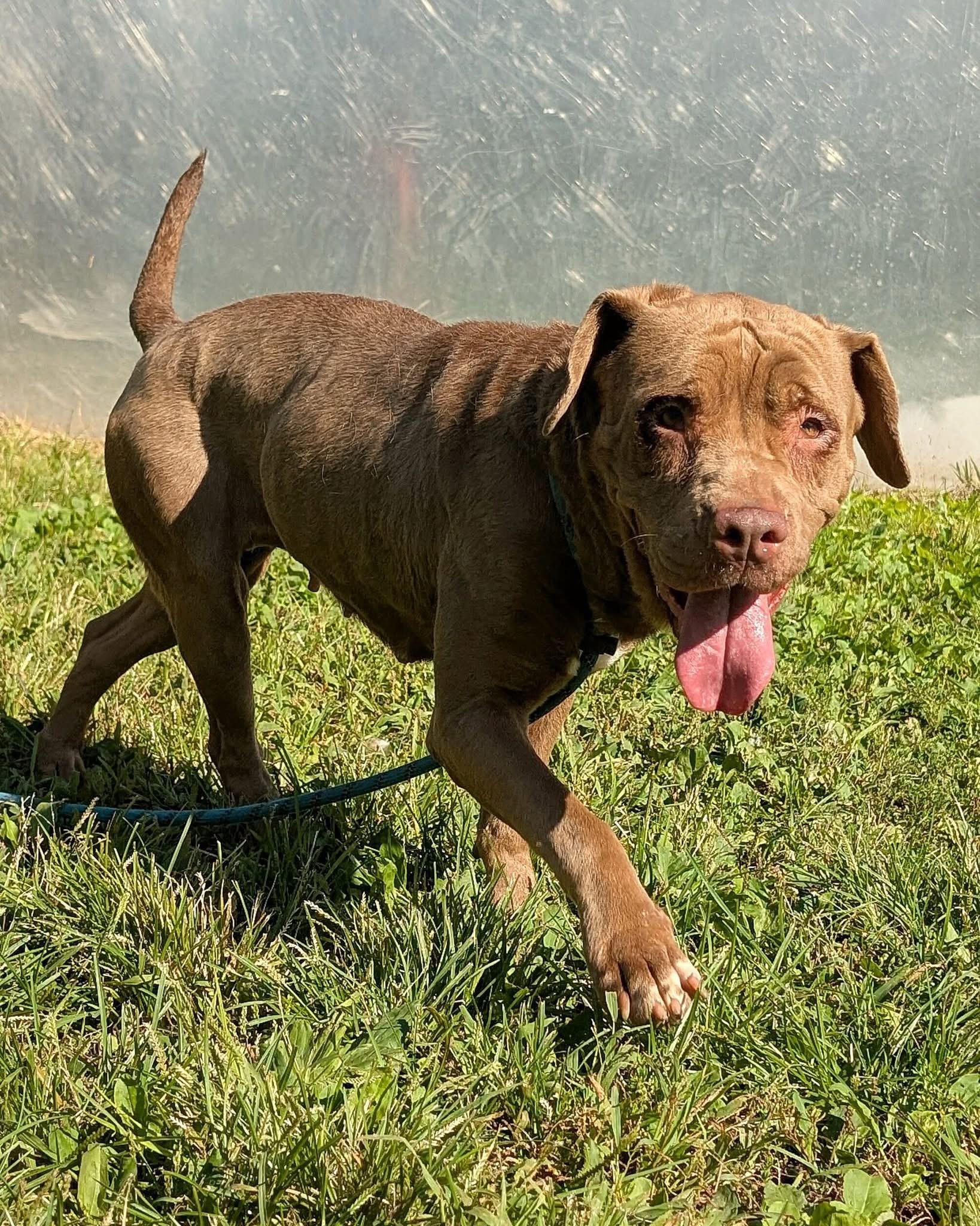Enlarge Chantelle, a Adoptable mixed breed in Chicago, IL image 2/5