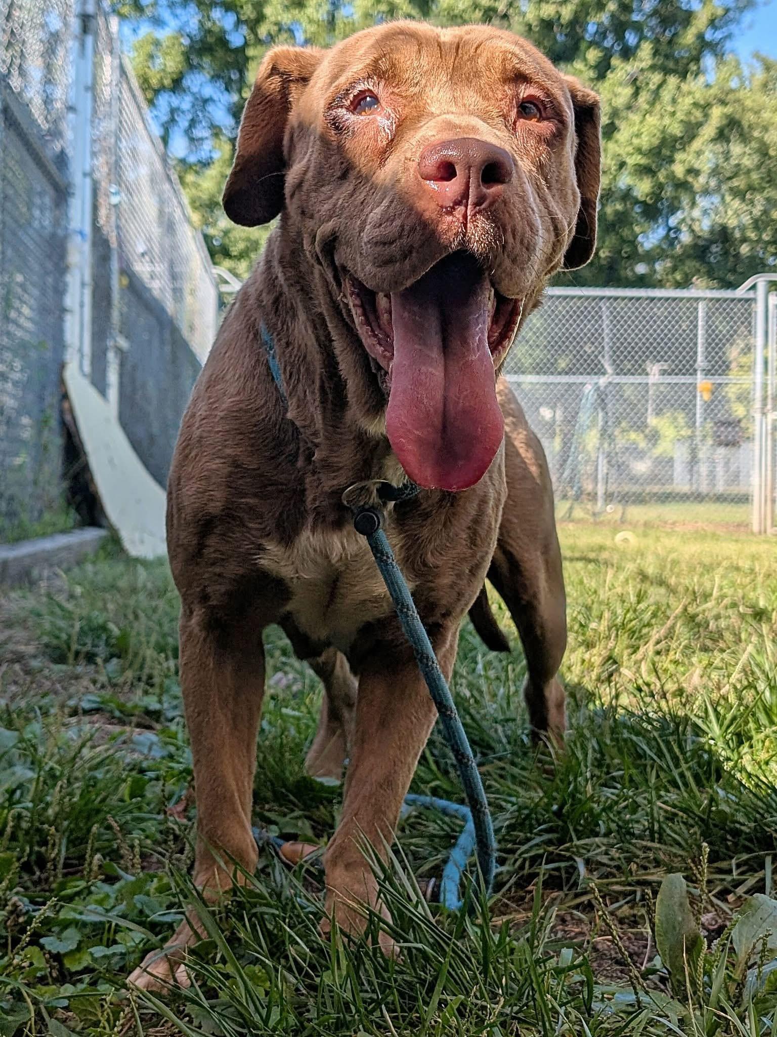 Enlarge Chantelle, a Adoptable mixed breed in Chicago, IL image 4/5