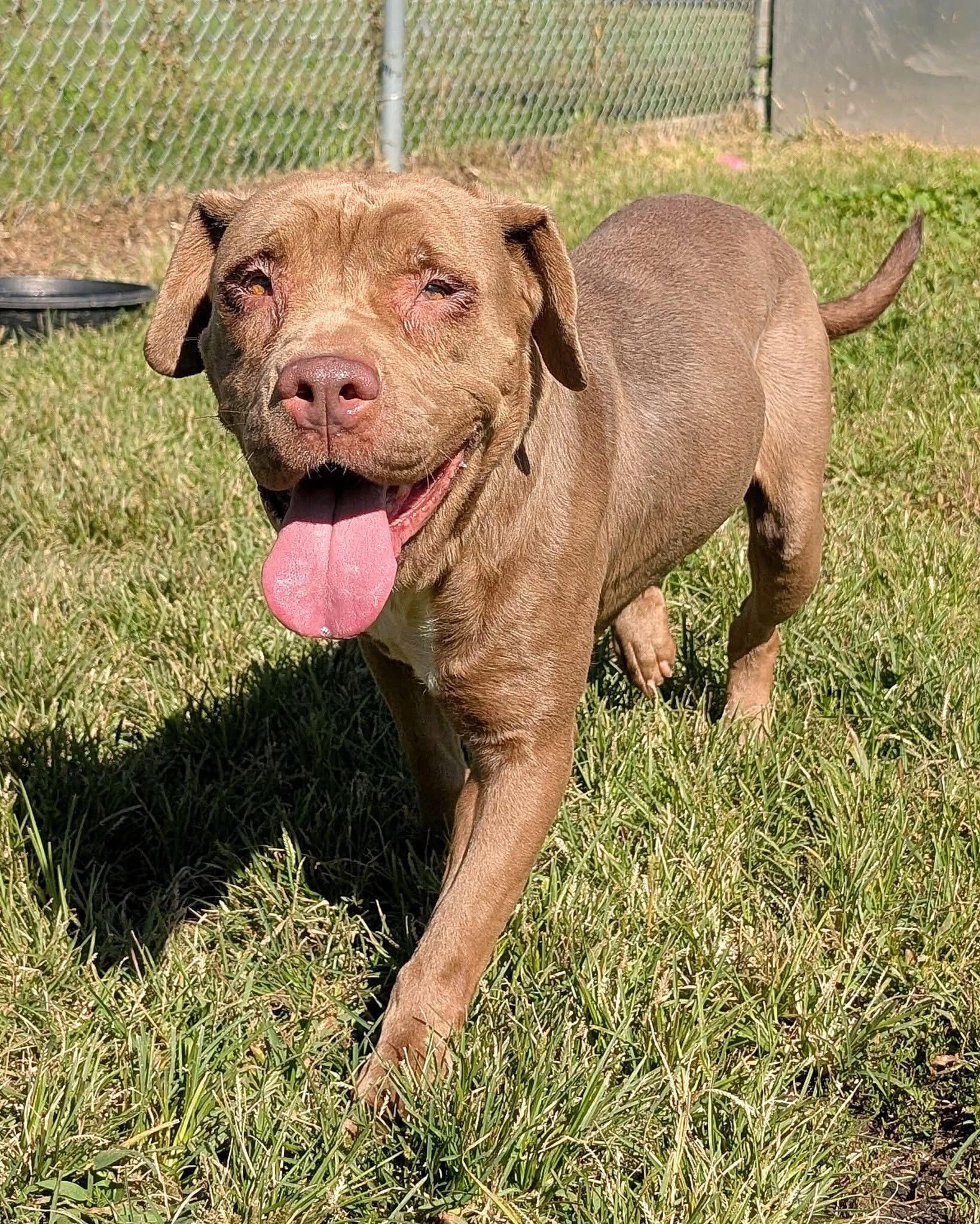 Enlarge Chantelle, a Adoptable mixed breed in Chicago, IL image 1/5