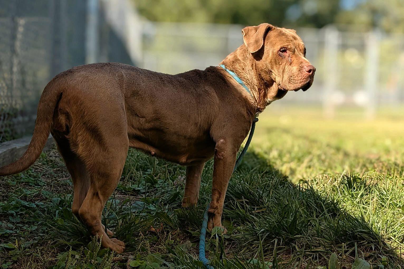 Enlarge Chantelle, a Adoptable mixed breed in Chicago, IL image 3/5