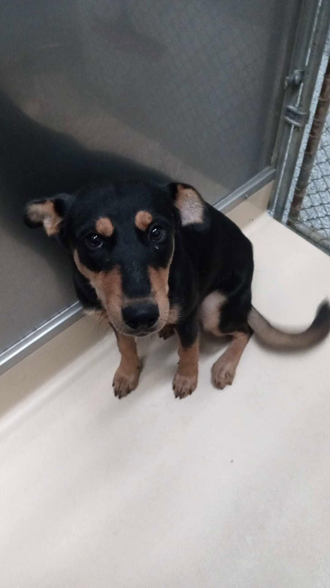 Enlarge Unknown, a Adoptable Mixed Breed in Burgaw, NC image 1/1