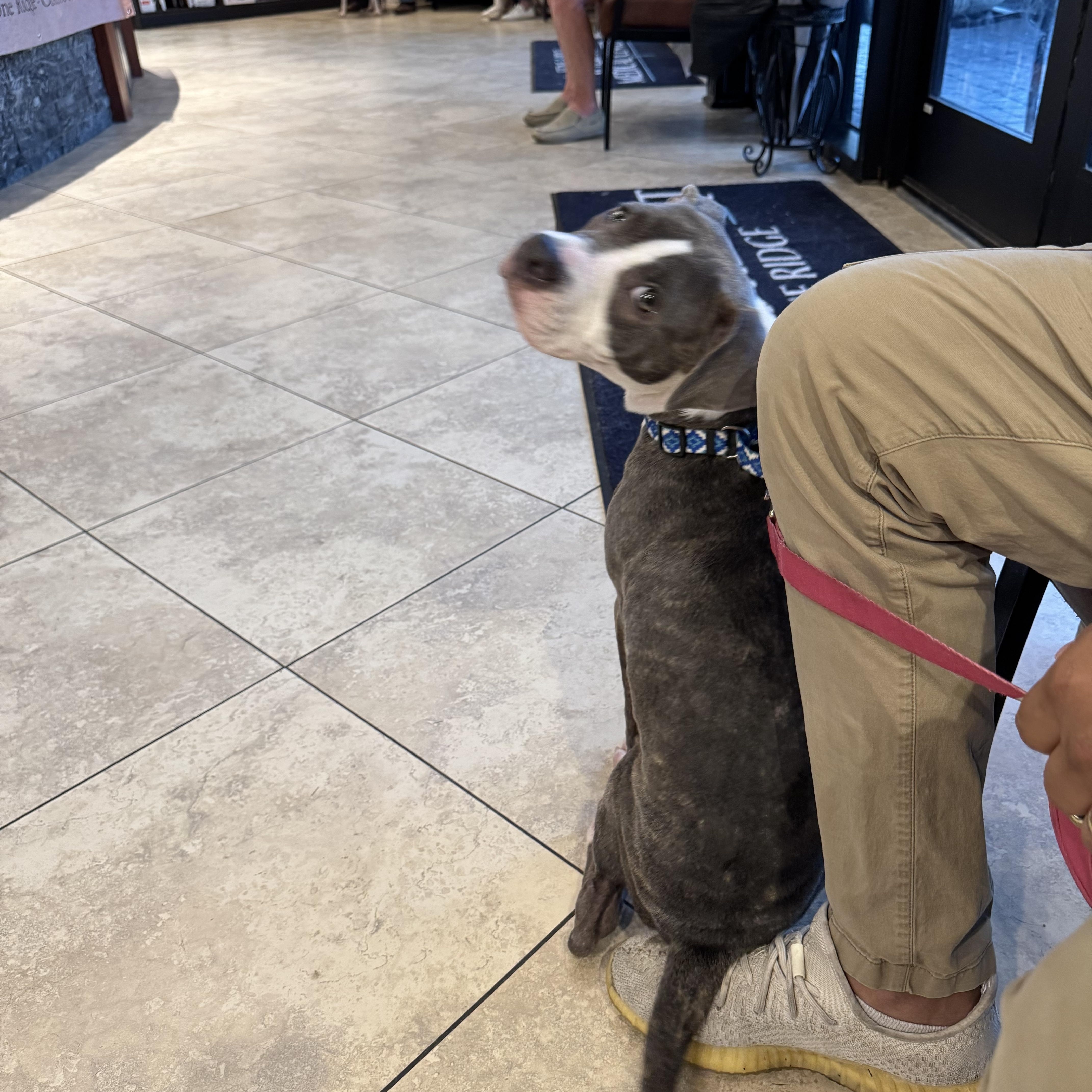 Bell, a Adoptable Pit Bull Terrier in houston, TX image 6/6