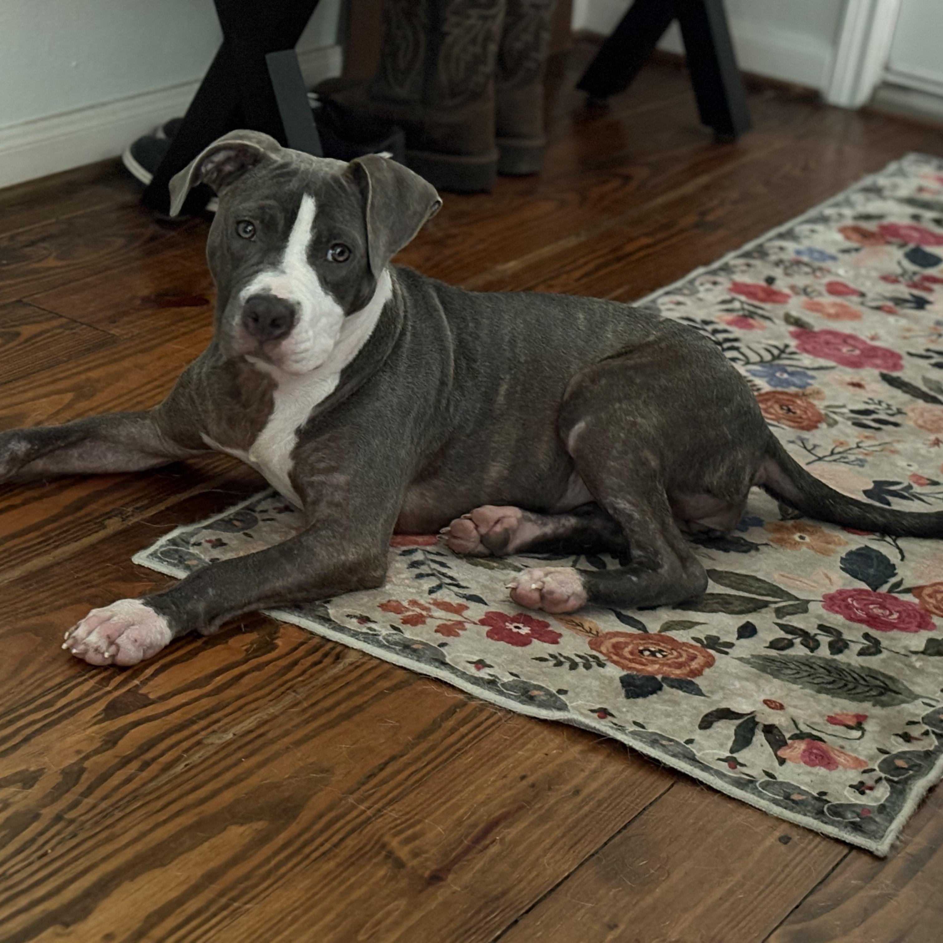 Bell, a Adoptable Pit Bull Terrier in houston, TX image 2/6