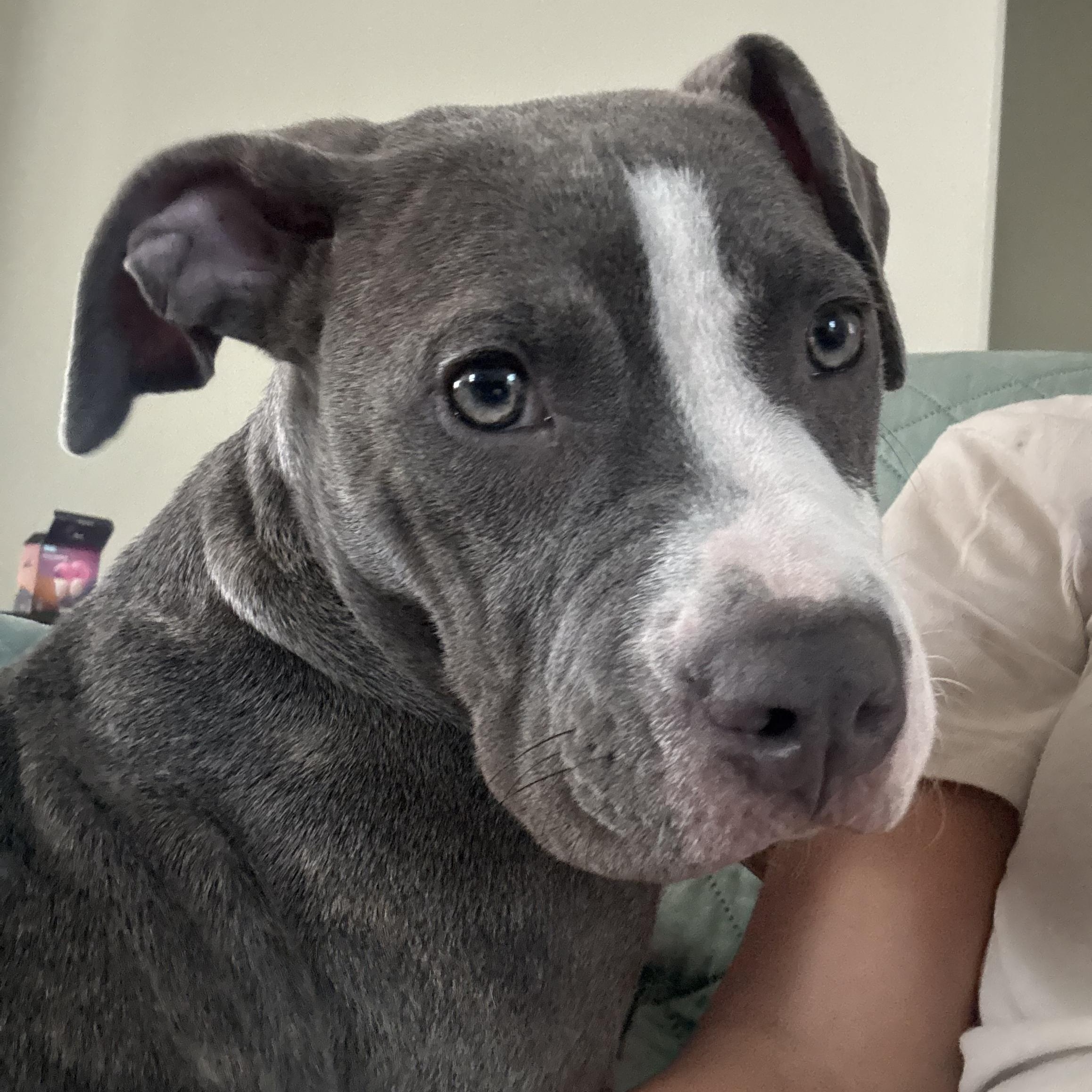 Bell, a Adoptable Pit Bull Terrier in houston, TX image 3/6