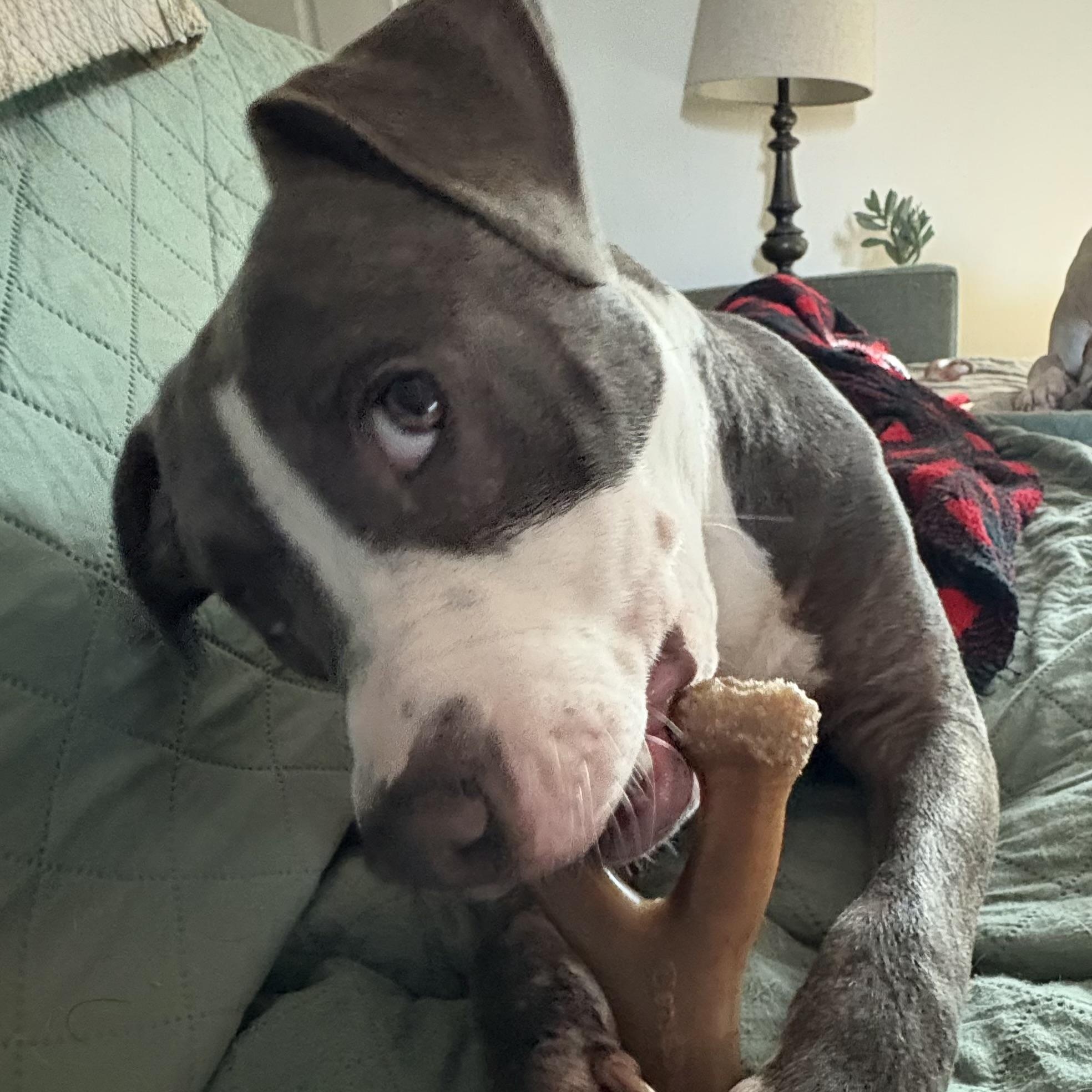 Bell, a Adoptable Pit Bull Terrier in houston, TX image 4/6