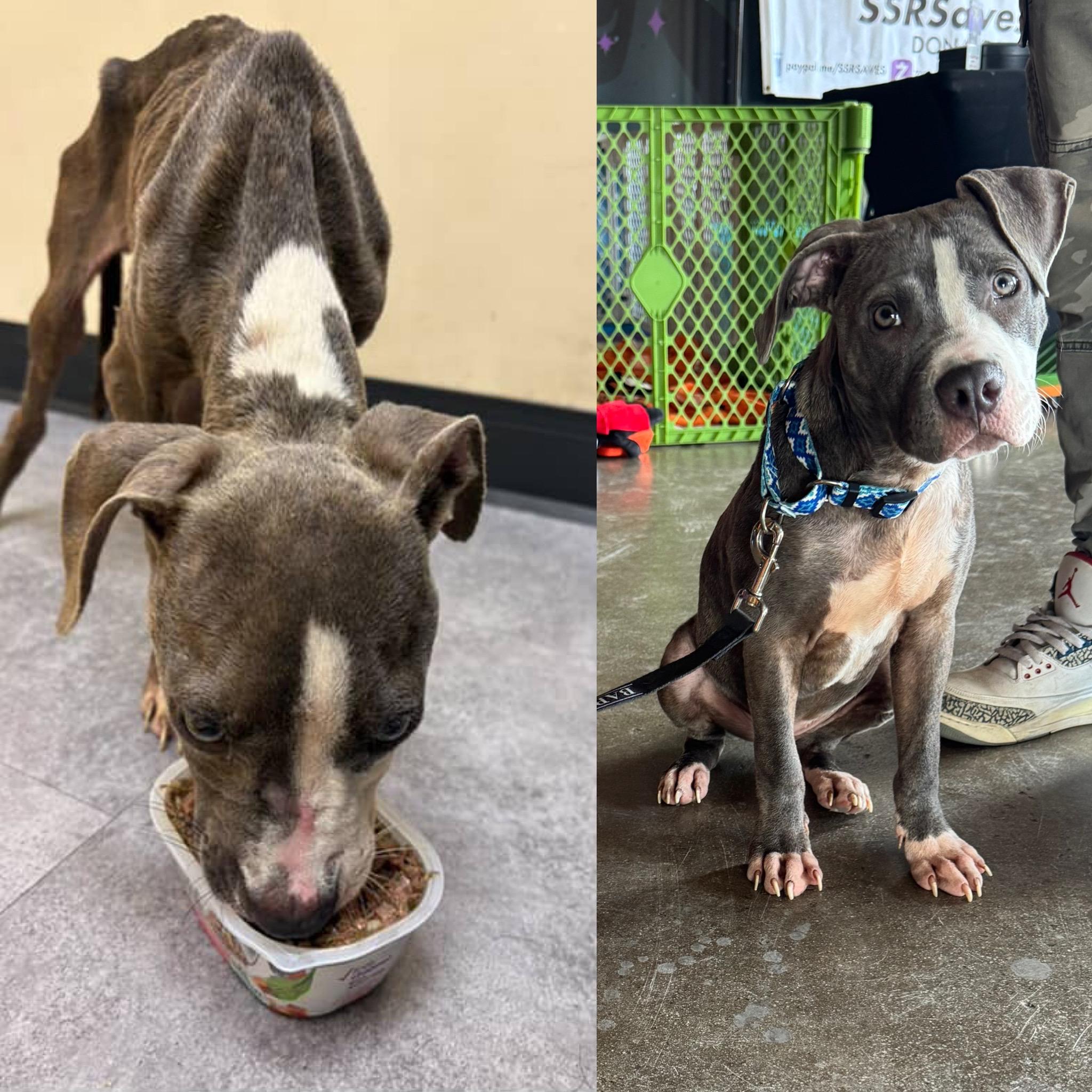 Bell, Adoptable, Young Female Pit Bull Terrier.