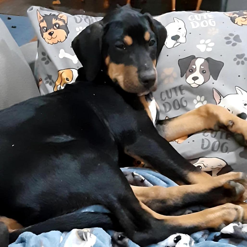 Garland, Adoptable, Puppy Male Mixed Breed.