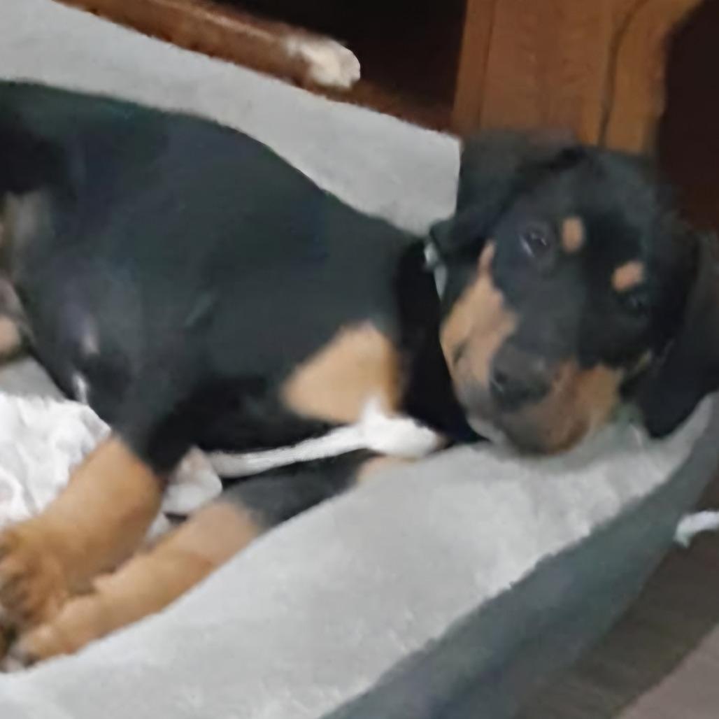 Enlarge Garland, a Adoptable Mixed Breed in Lima, OH image 2/3