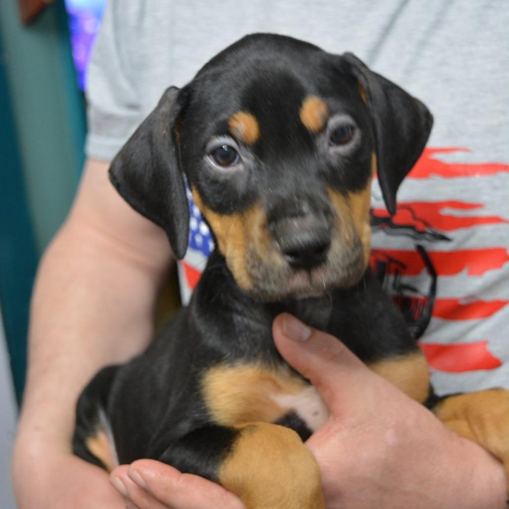 Enlarge Garland, a Adoptable Mixed Breed in Lima, OH image 1/1