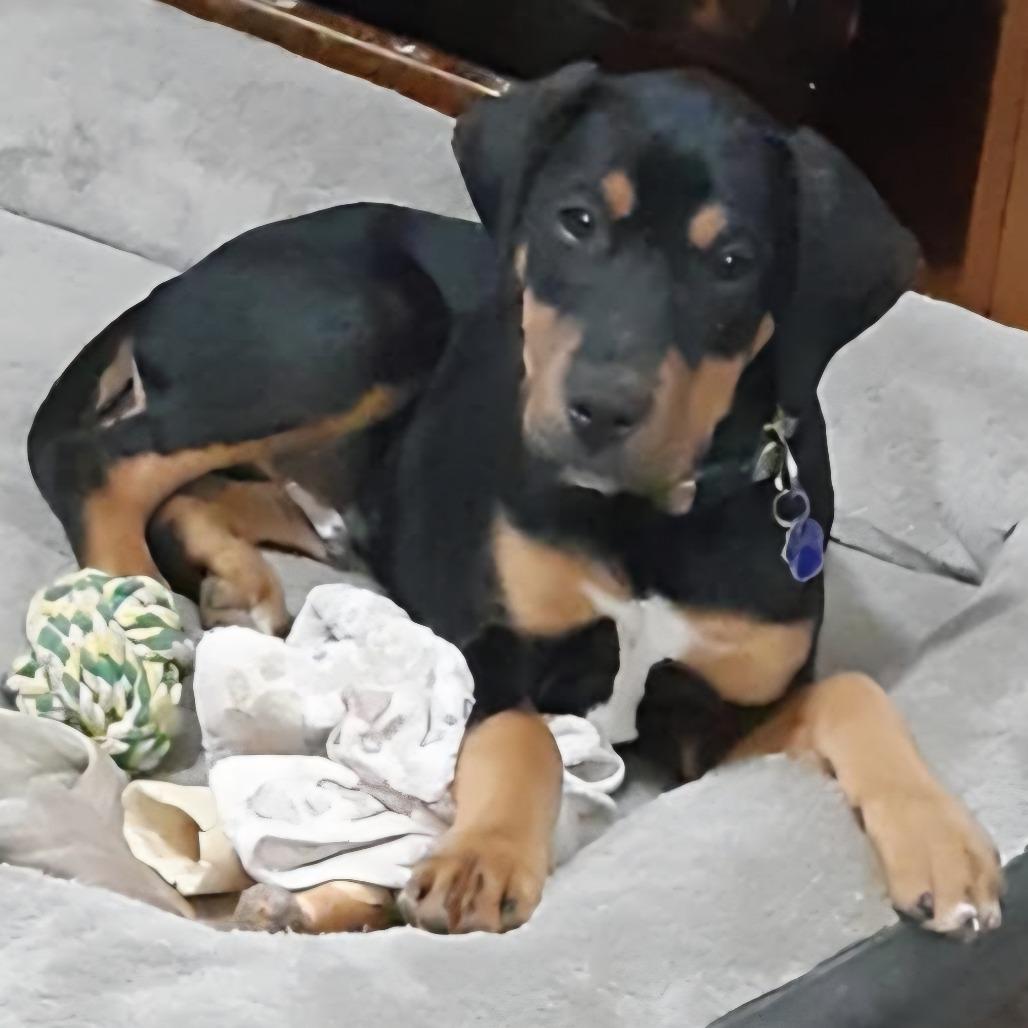 Enlarge Garland, a Adoptable Mixed Breed in Lima, OH image 3/3