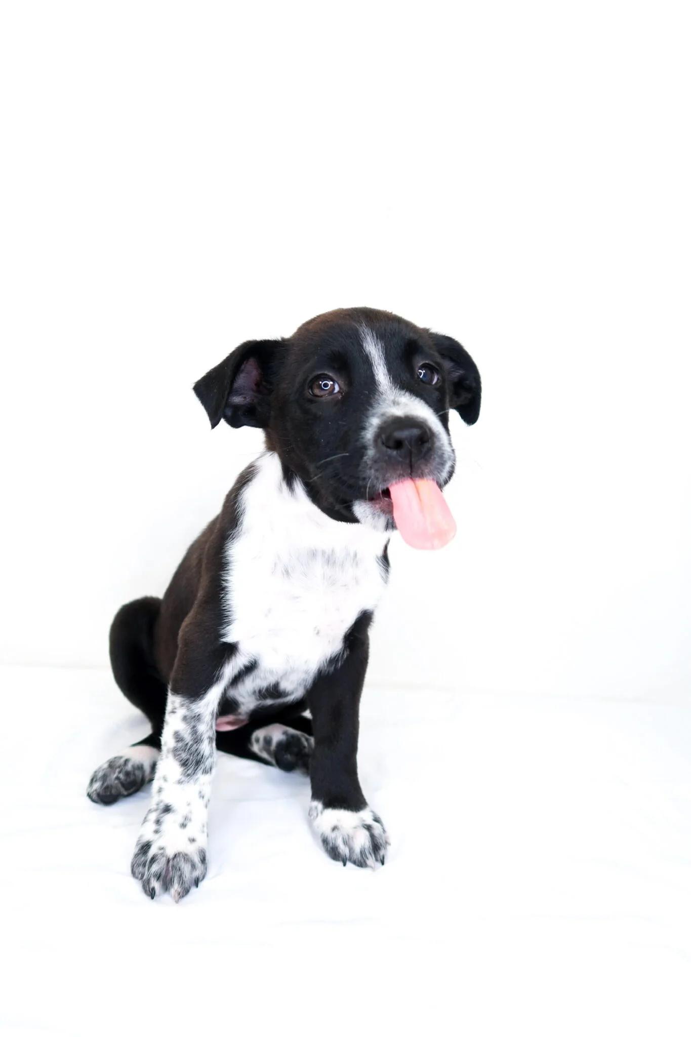 Embry, a ADOPTABLE mixed breed in Bixby, OK image 3/5
