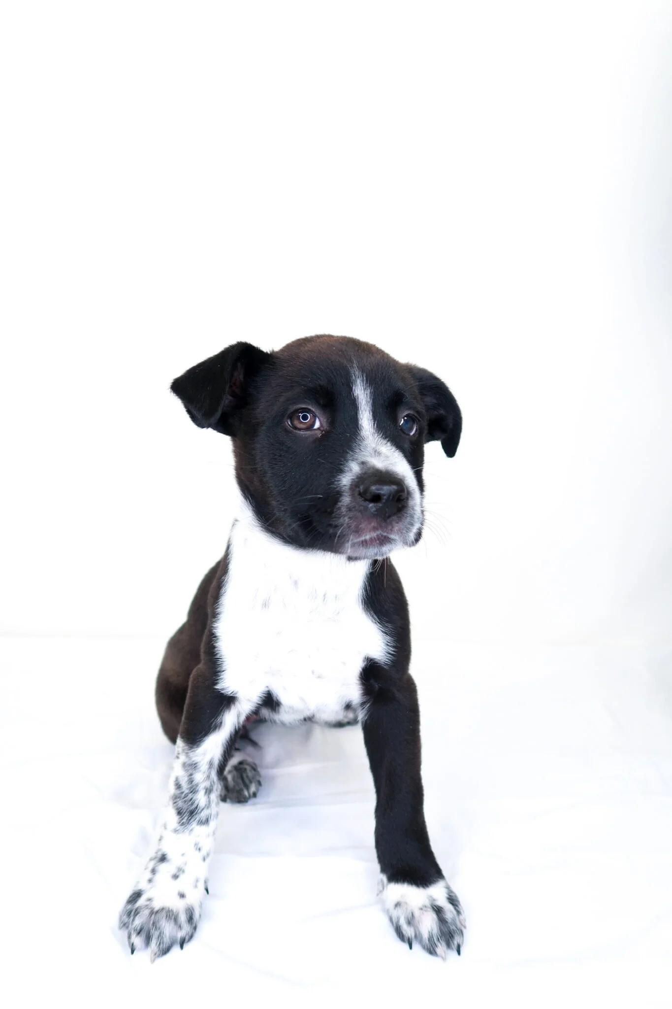 Embry, a ADOPTABLE mixed breed in Bixby, OK image 2/5
