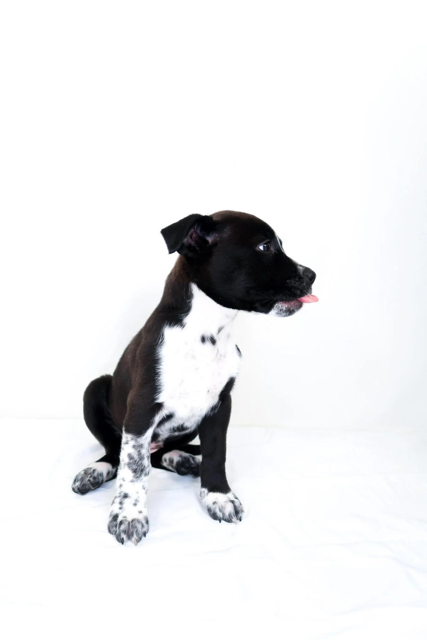 Embry, a ADOPTABLE mixed breed in Bixby, OK image 4/5