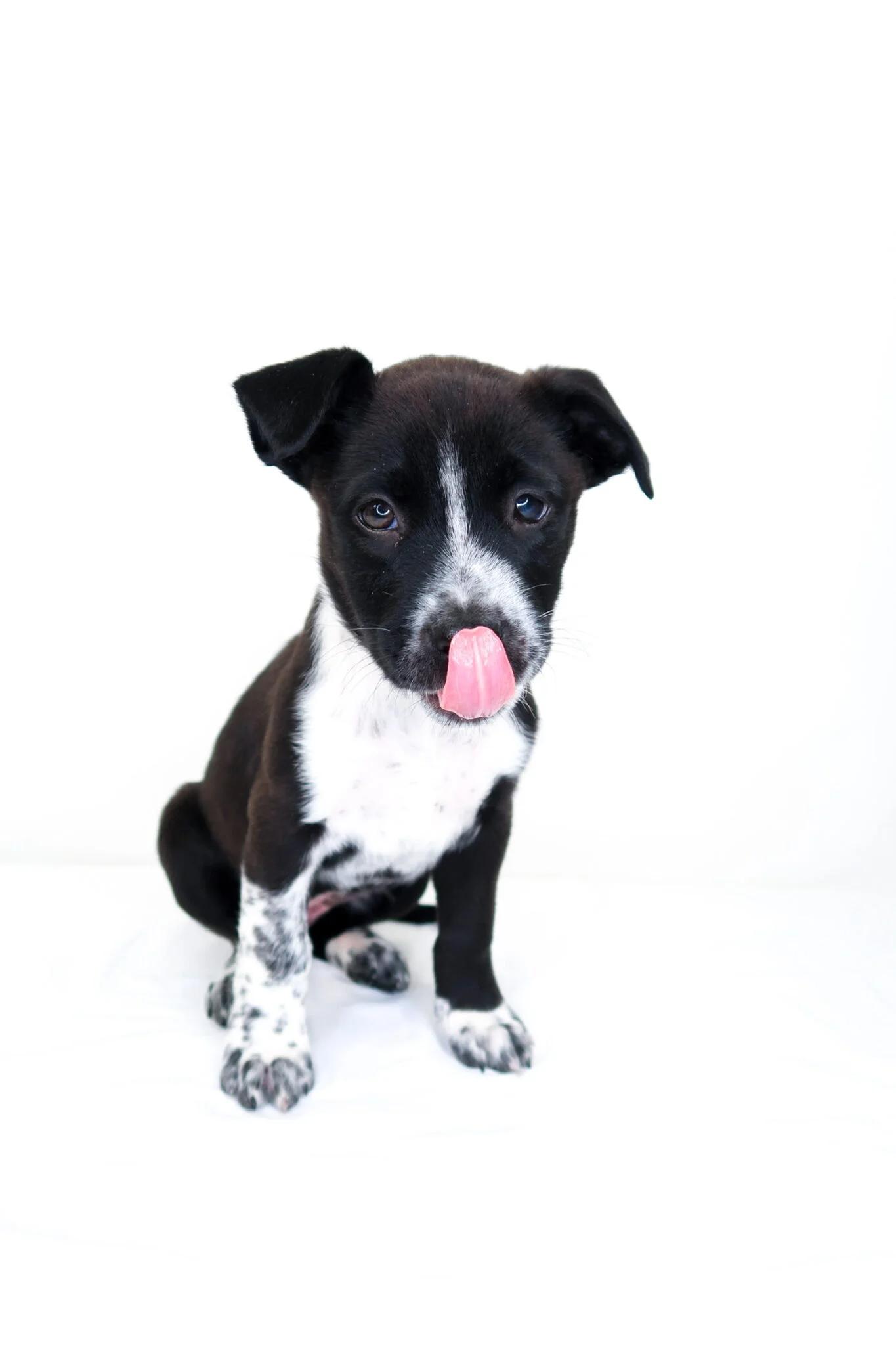 Embry, a ADOPTABLE mixed breed in Bixby, OK image 1/5