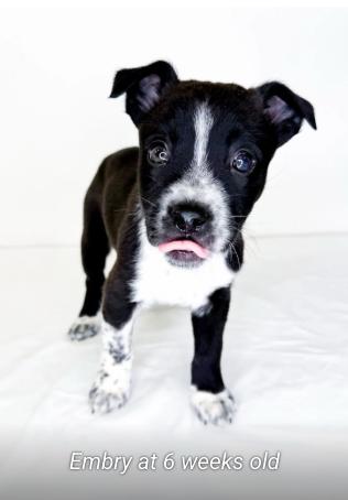 Embry, a ADOPTABLE mixed breed in Bixby, OK image 5/5