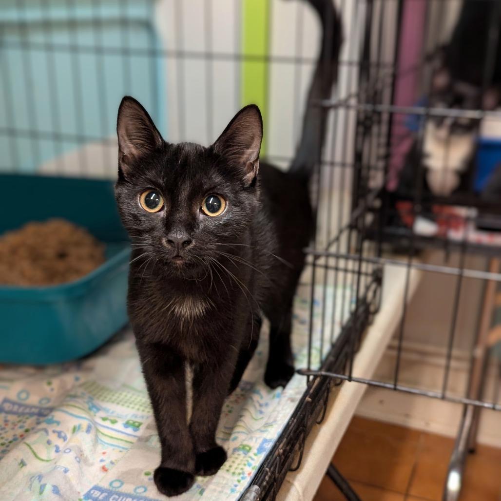 Hailee, Adoptable, Young Female Domestic Short Hair.