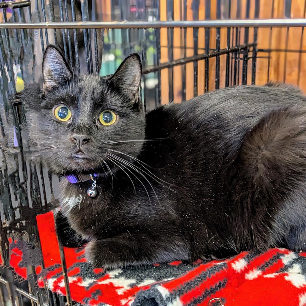 Hailee, a Adoptable Domestic Short Hair in Buffalo, NY image 2/3