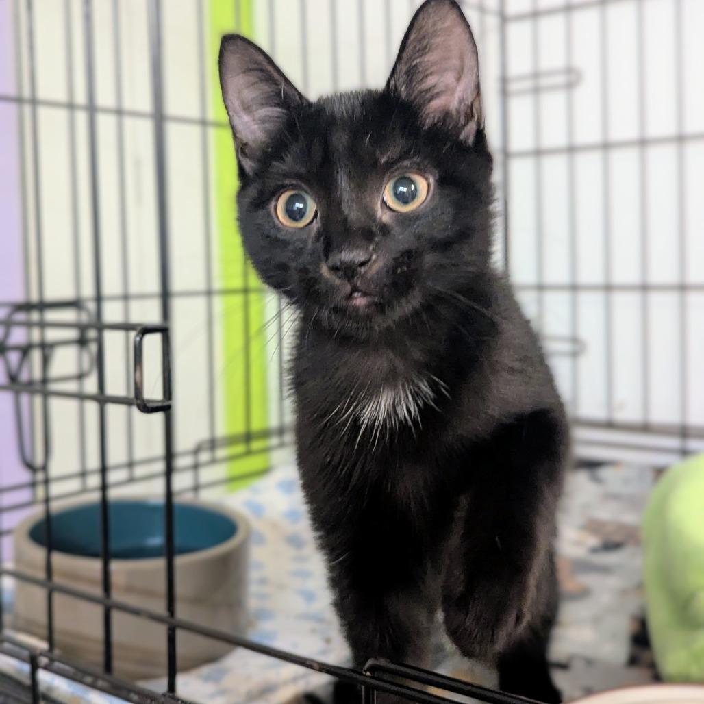 Hailee, a Adoptable Domestic Short Hair in Buffalo, NY image 3/3