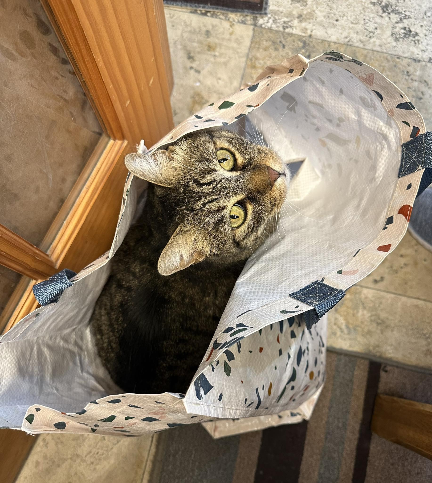 Karen, an adoptable Domestic Short Hair in Crystal Lake, IL, 60012 | Photo Image 3