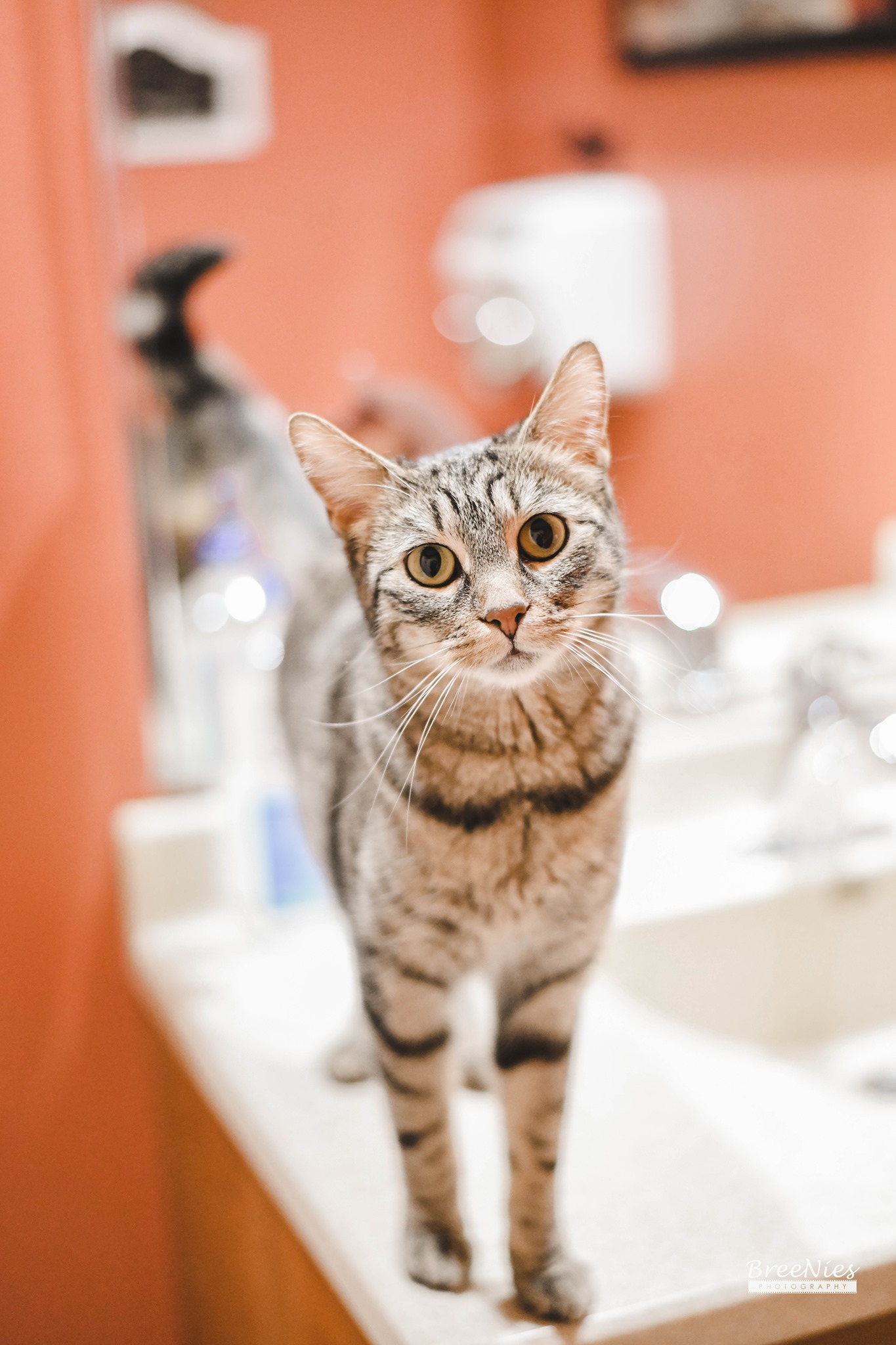 Karen, an adoptable Domestic Short Hair in Crystal Lake, IL, 60012 | Photo Image 6