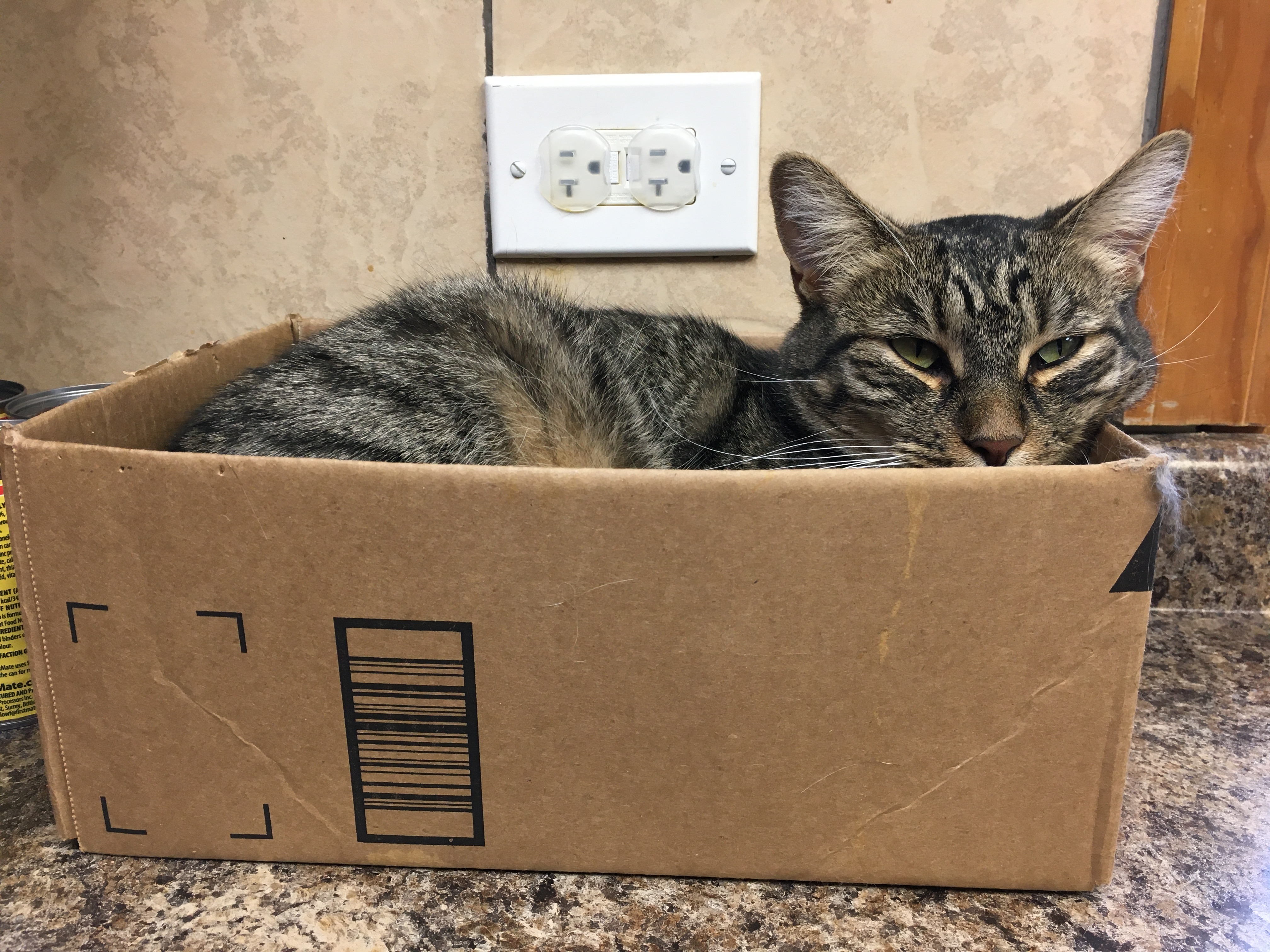 Karen, an adoptable Domestic Short Hair in Crystal Lake, IL, 60012 | Photo Image 5