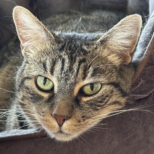Karen, an adoptable Domestic Short Hair in Crystal Lake, IL, 60012 | Photo Image 1