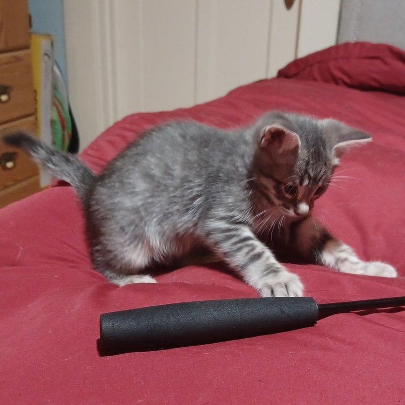 Tank, Adopted, Kitten Male Domestic Short Hair.