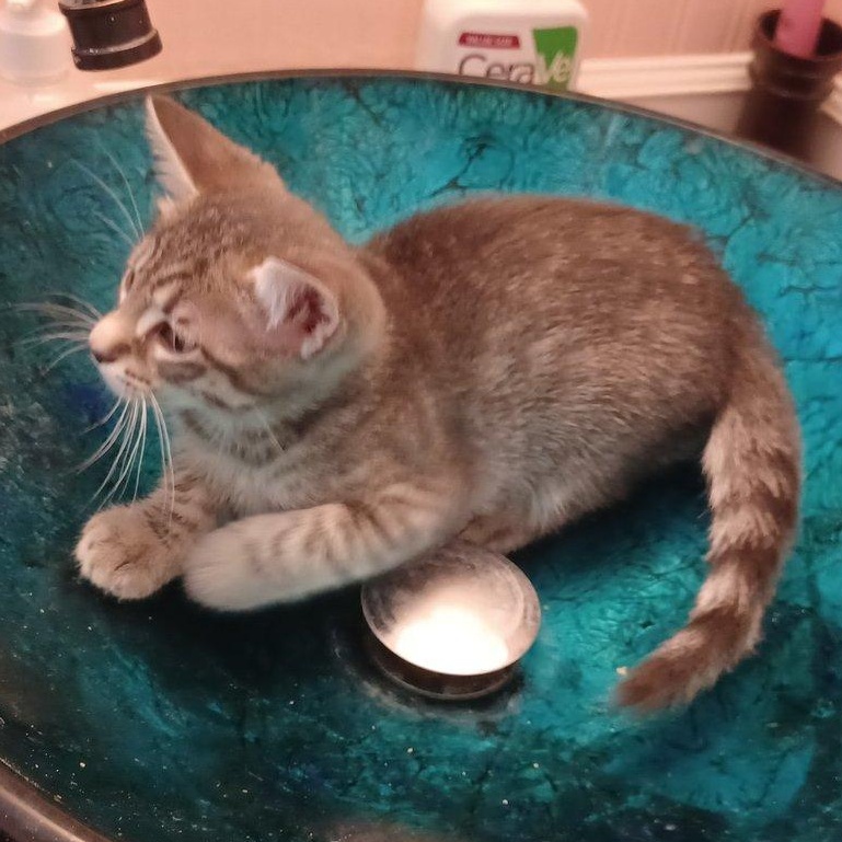 Enlarge Tank, a Adopted Domestic Short Hair in San Jose, CA image 2/5