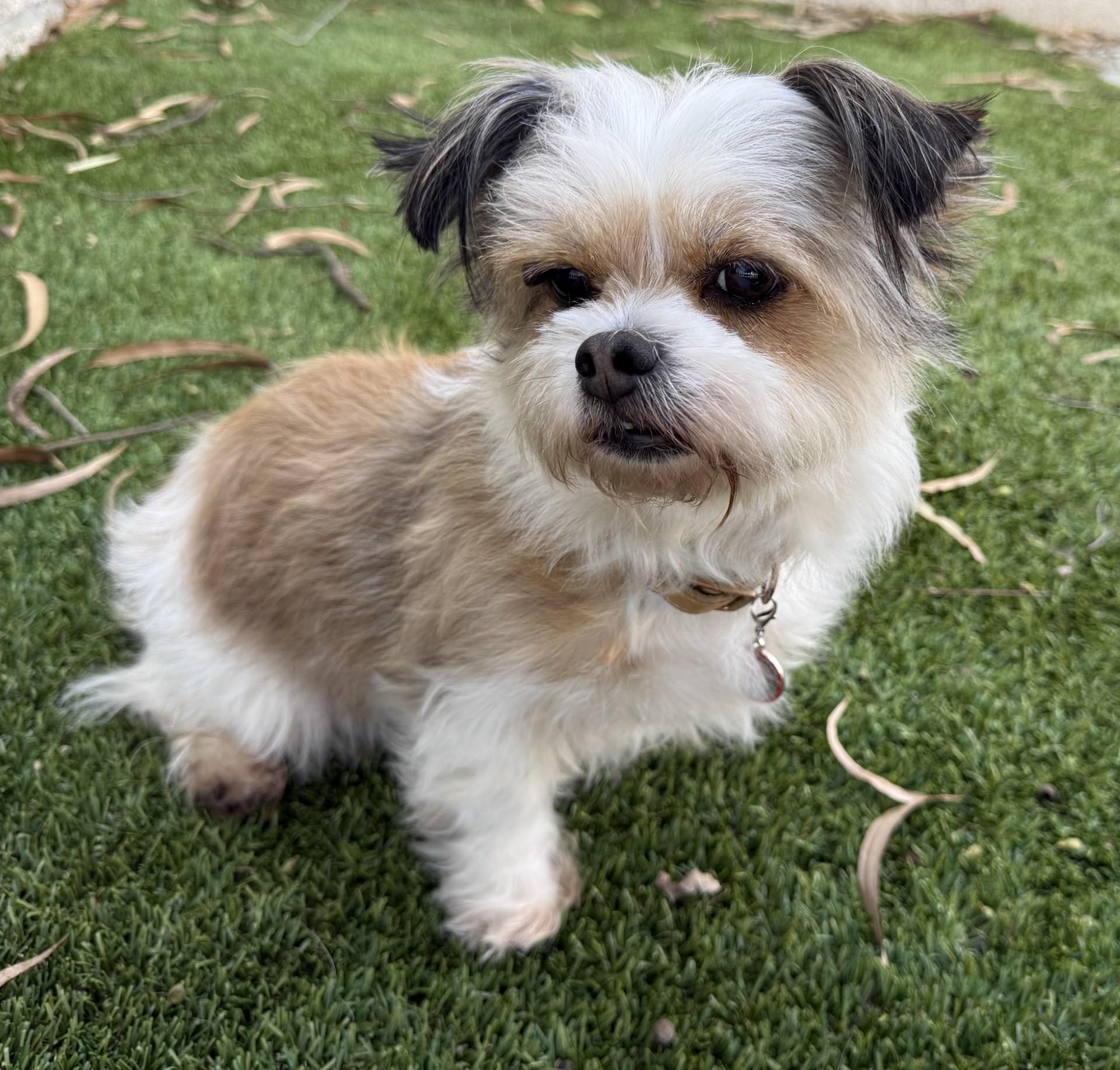 Enlarge Cookie 5, an adopted mixed breed in Los Alamitos, CA image 5/6