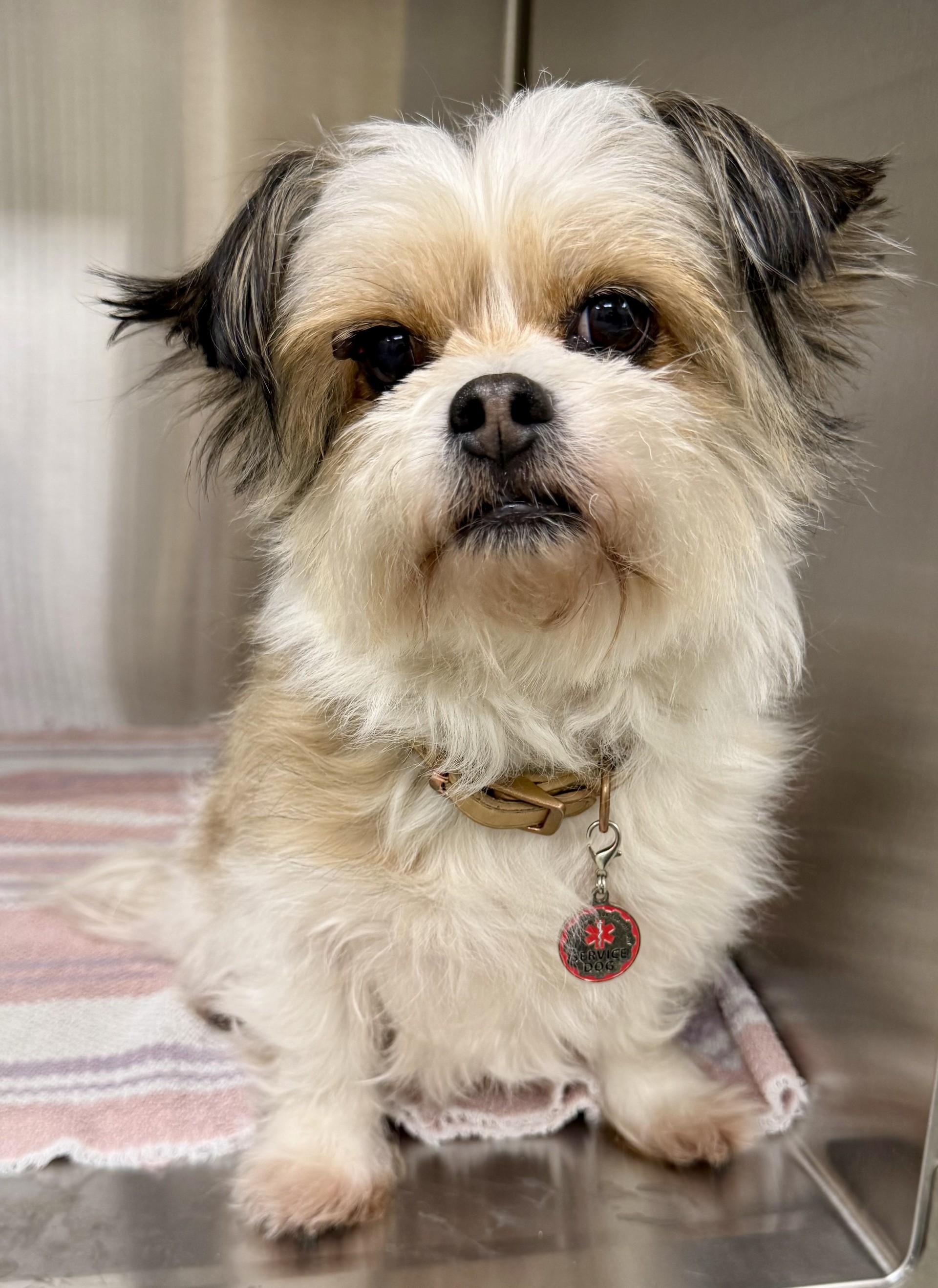 Cookie 5, adopted, Adult Female Shih Tzu & Maltese.